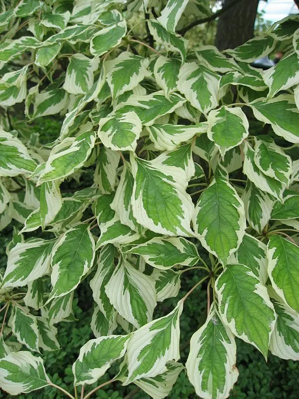 Wedding Cake Tree (Cornus Controversa 'Variegata') — the Wedding Cake Tree offers year-round interest and is a conversation piece for any client's, image 57