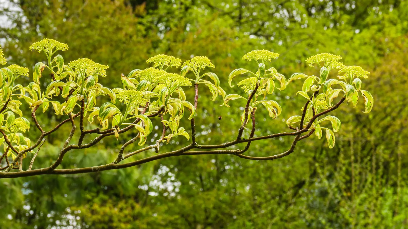 Wedding Cake Tree (Cornus Controversa 'Variegata') — which stands out against the green centers