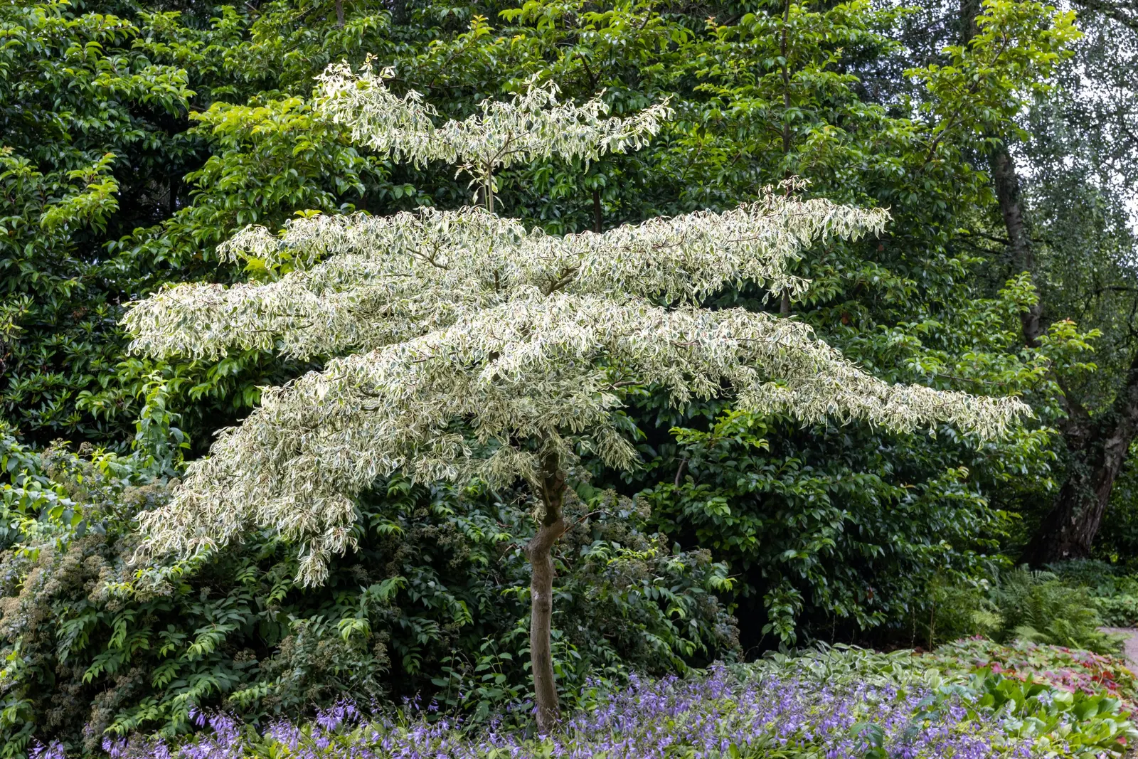 Wedding Cake Tree (Cornus Controversa 'Variegata') — commonly referred to as the Wedding Cake Tree; shrub with white blooms, image 46