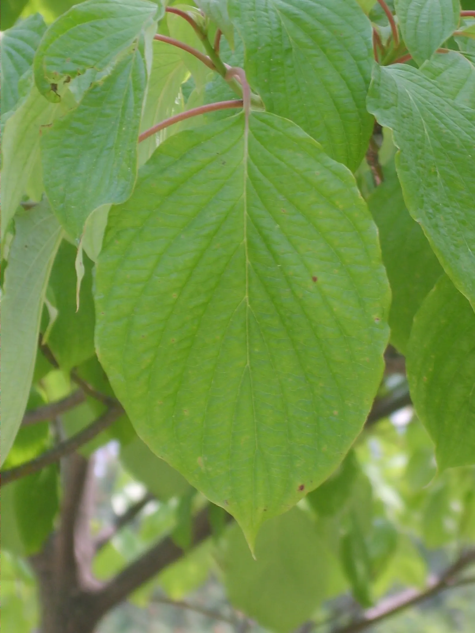 Wedding Cake Tree (Cornus Controversa 'Variegata') — With a height reaching upwards of 20 to 30 feet and a spread of 15 to 25 feet at maturity, image 49