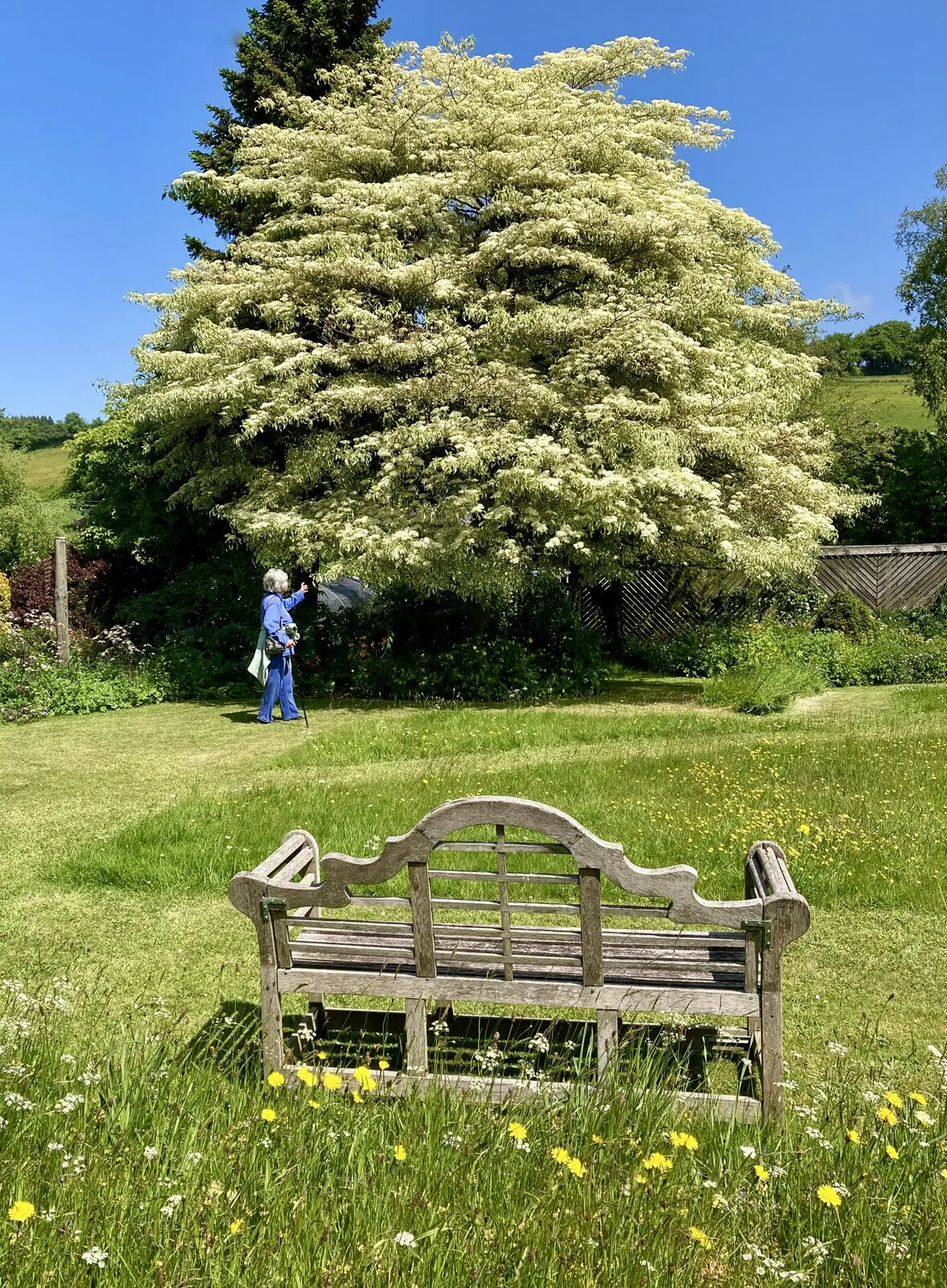 Wedding Cake Tree (Cornus Controversa 'Variegata') — In late spring, it blooms small, star-like white flowers, enhancing its tiered "wedding cake", image 23