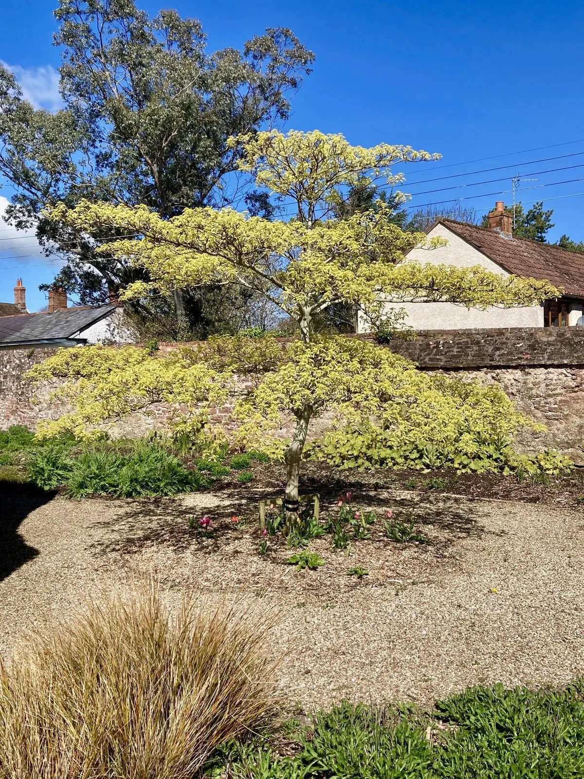 Wedding Cake Tree (Cornus Controversa 'Variegata') — this ornamental tree offers a commanding presence in any landscape design; is a visually captivating