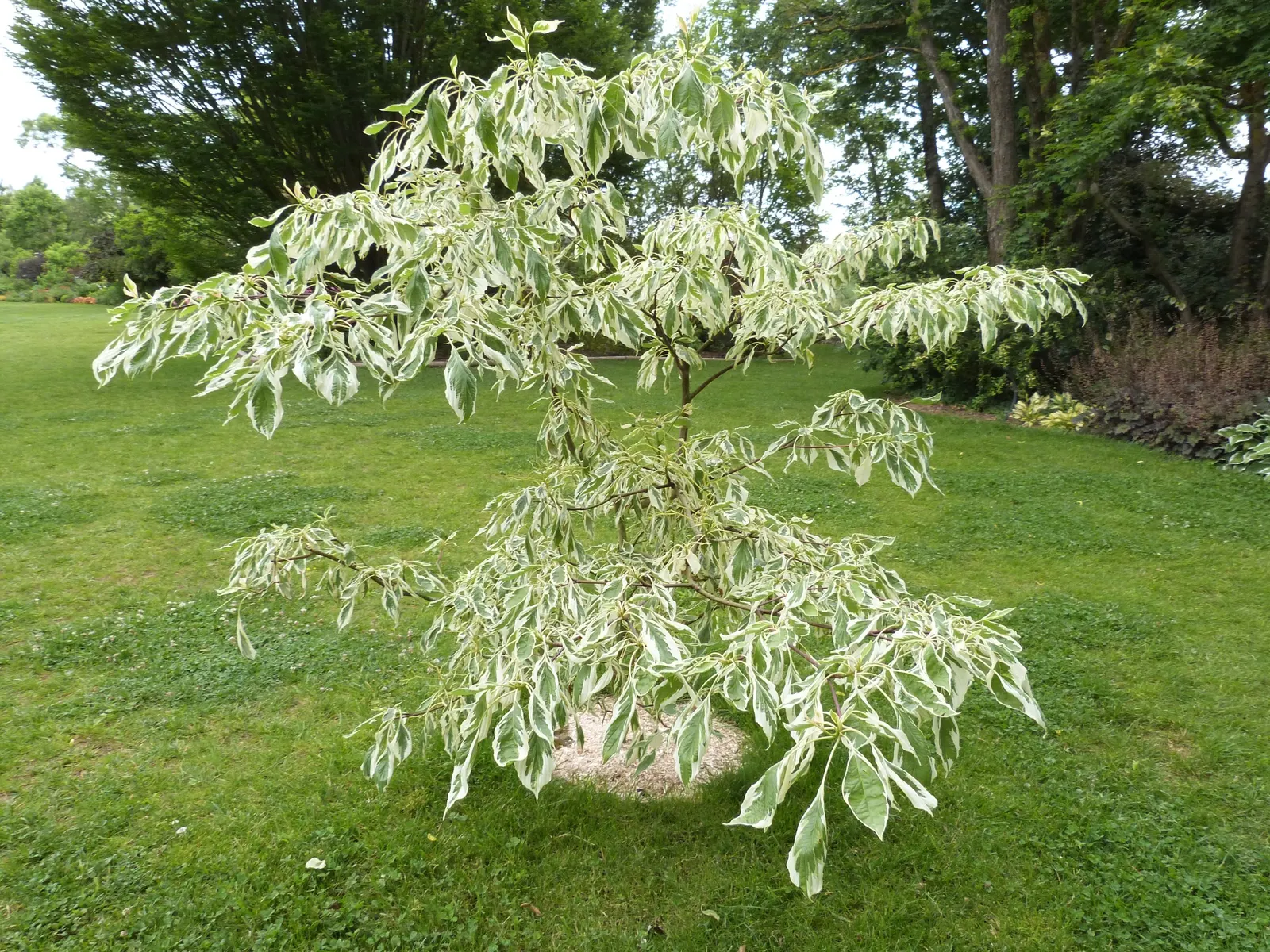 Wedding Cake Tree (Cornus Controversa 'Variegata') — Prefers full sun to part shade and well-drained soil; creamy-white flowers that create a soft contrast