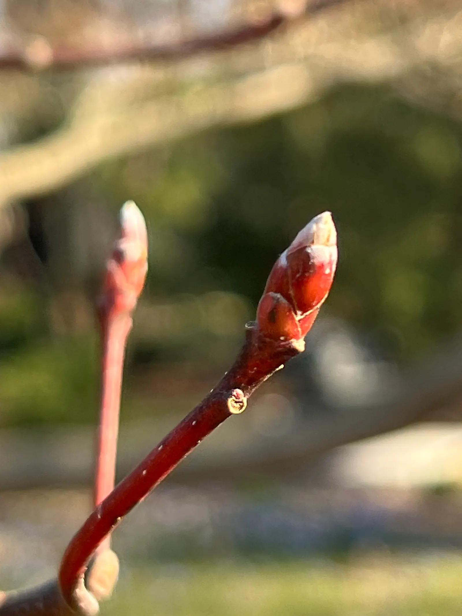 Wedding Cake Tree (Cornus Controversa 'Variegata') — shrub for full or half