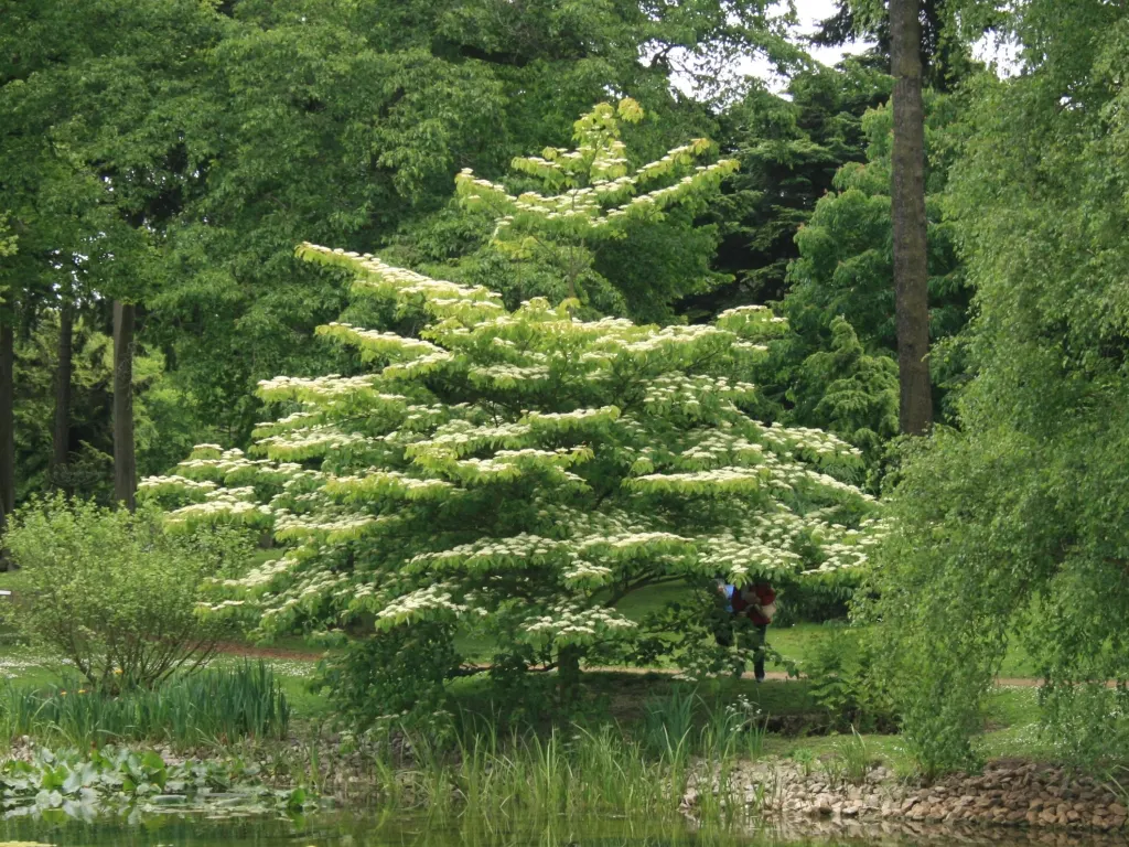 Wedding Cake Tree (Cornus Controversa 'Variegata') — Mature size reaches up to 20-30 feet in height and spread; prefers full sun to part shade and well-drained