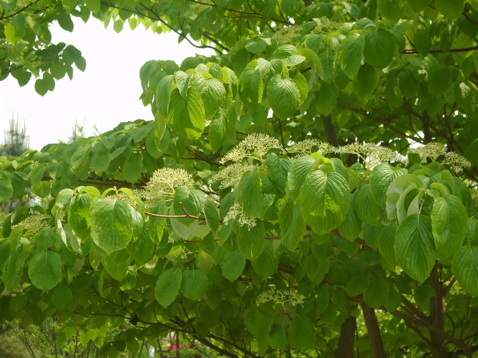 Wedding Cake Tree (Cornus Controversa 'Variegata') — shrub for full or half; the Wedding Cake Tree offers year-round interest and is a conversation piece for