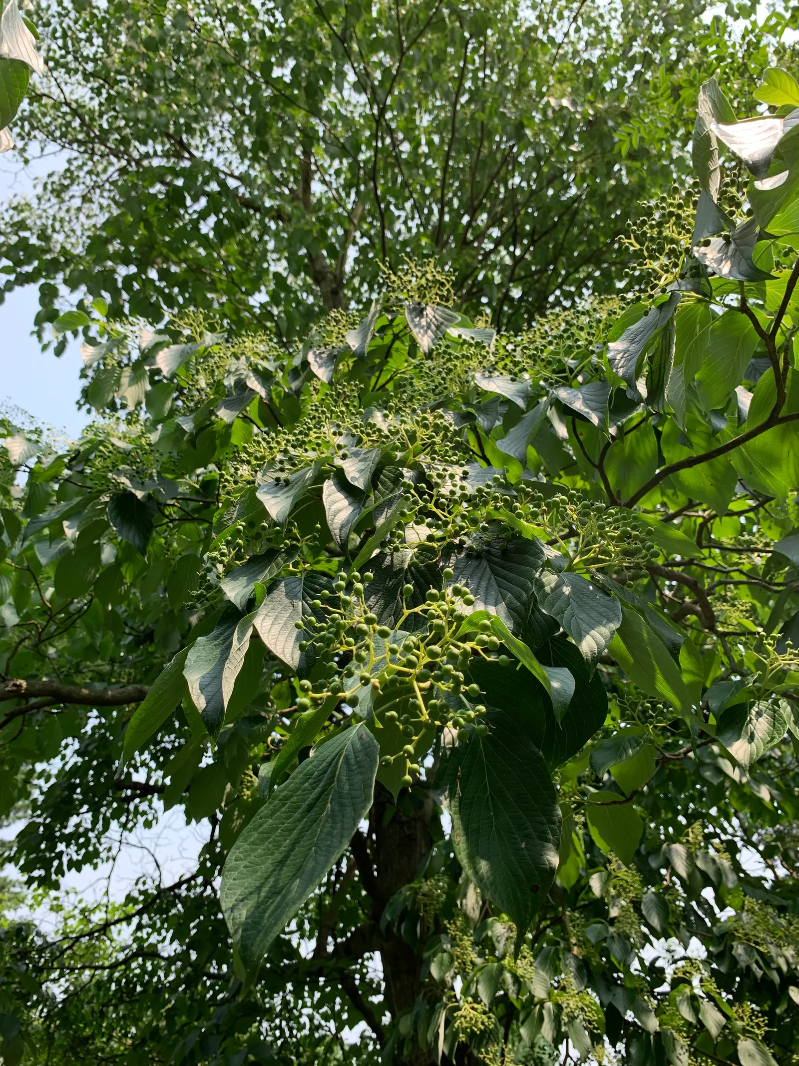 Wedding Cake Tree (Cornus Controversa 'Variegata') — It is adaptable to various soil types, although well-drained, fertile loam is ideal