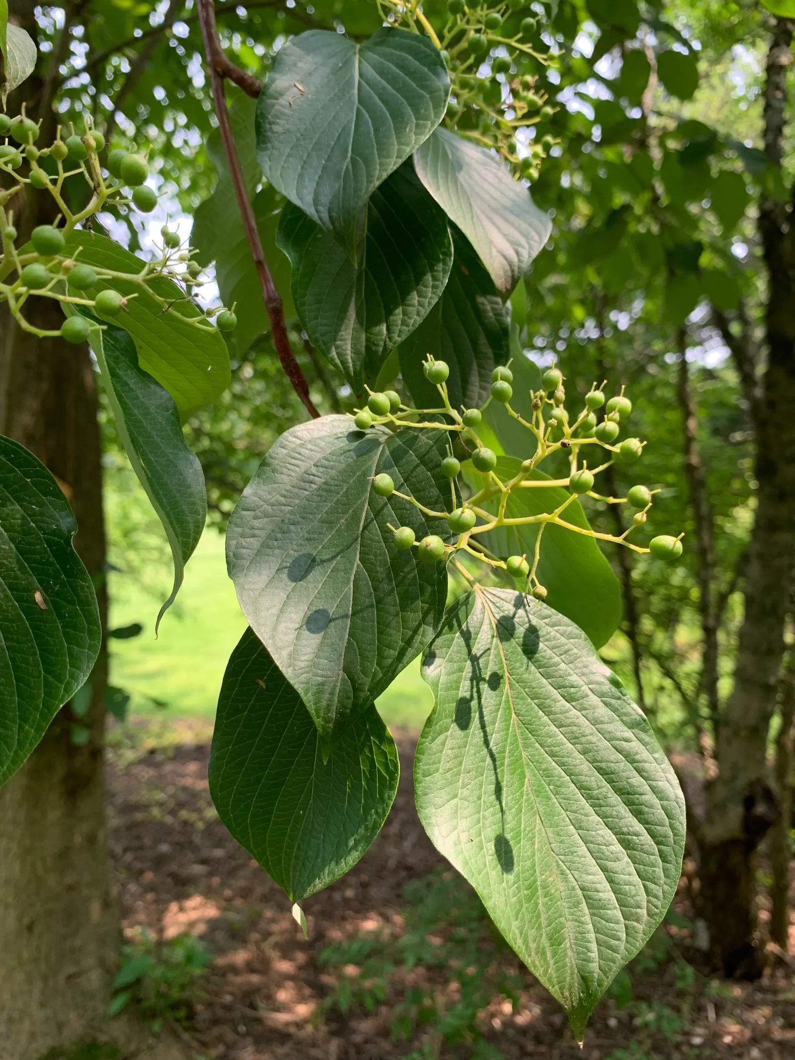 Wedding Cake Tree (Cornus Controversa 'Variegata') — Mature size reaches up to 20-30 feet in height and spread; prefers full sun to part shade and, image 44