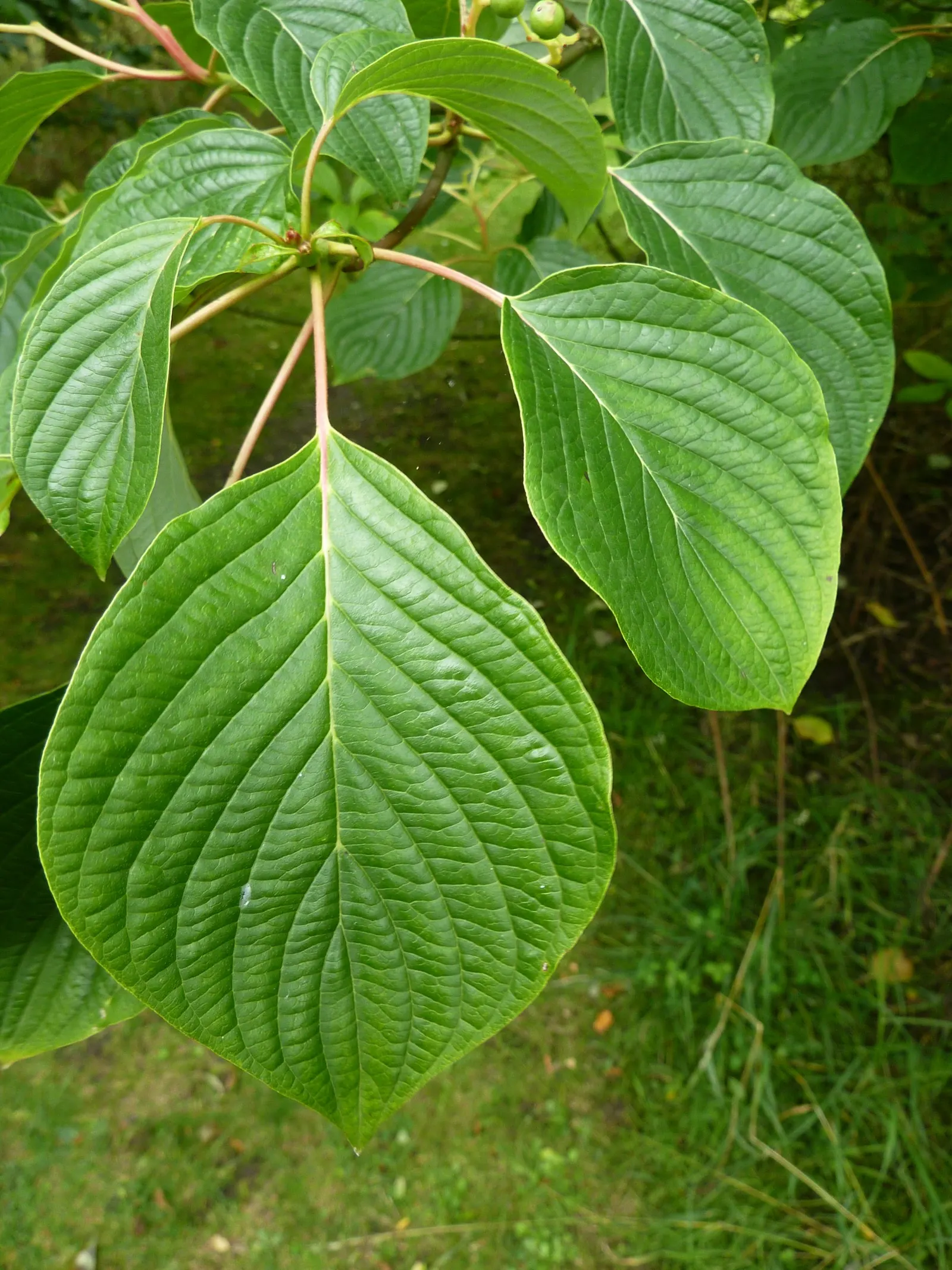 Wedding Cake Tree (Cornus Controversa 'Variegata') — With a height reaching upwards of 20 to 30 feet and a spread of 15 to 25 feet at maturity; shrub for full