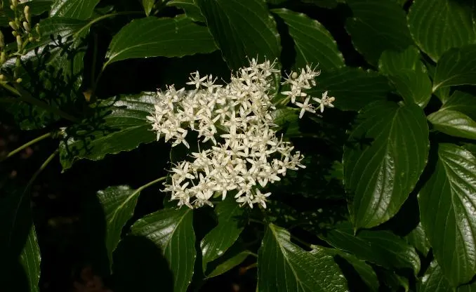 Wedding Cake Tree (Cornus Controversa 'Variegata') — shrub with white blooms; this ornamental tree offers a commanding presence in any landscape, image 59