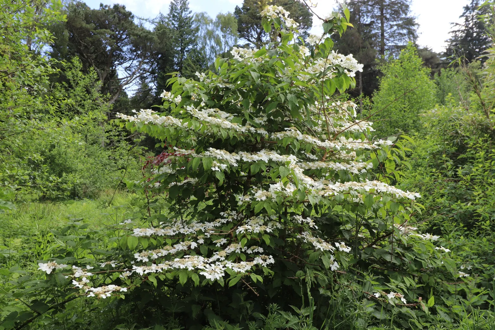 Wedding Cake Tree (Cornus Controversa 'Variegata') — shrub with white blooms; this ornamental tree offers a commanding presence in any landscape design