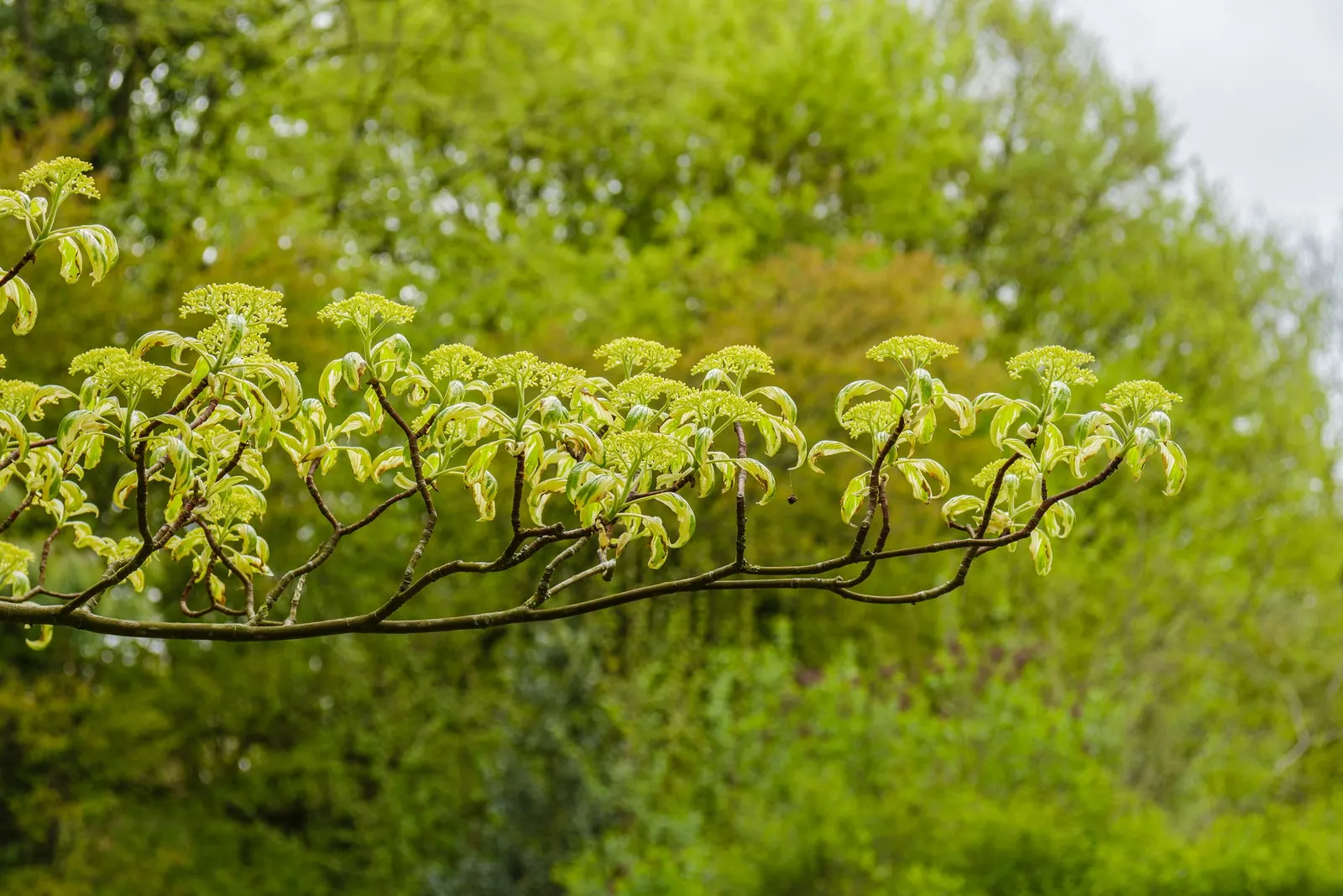 Wedding Cake Tree (Cornus Controversa 'Variegata') — shrub with white blooms