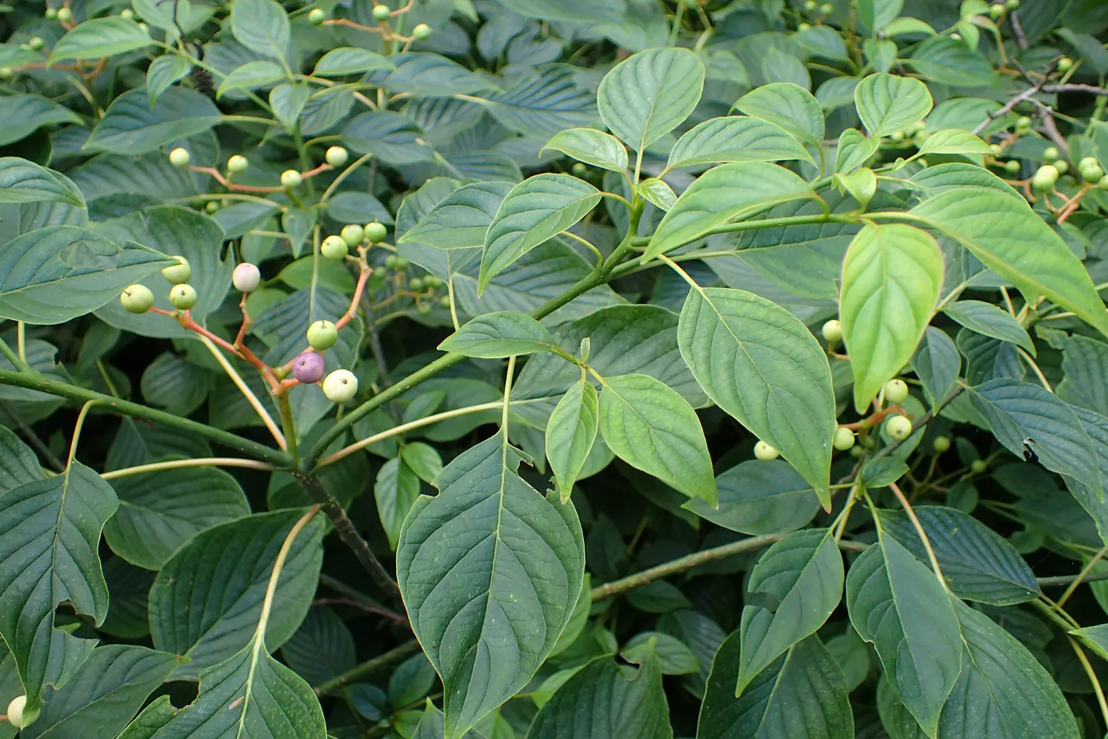 Wedding Cake Tree (Cornus Controversa 'Variegata') — commonly referred to as the Wedding Cake Tree