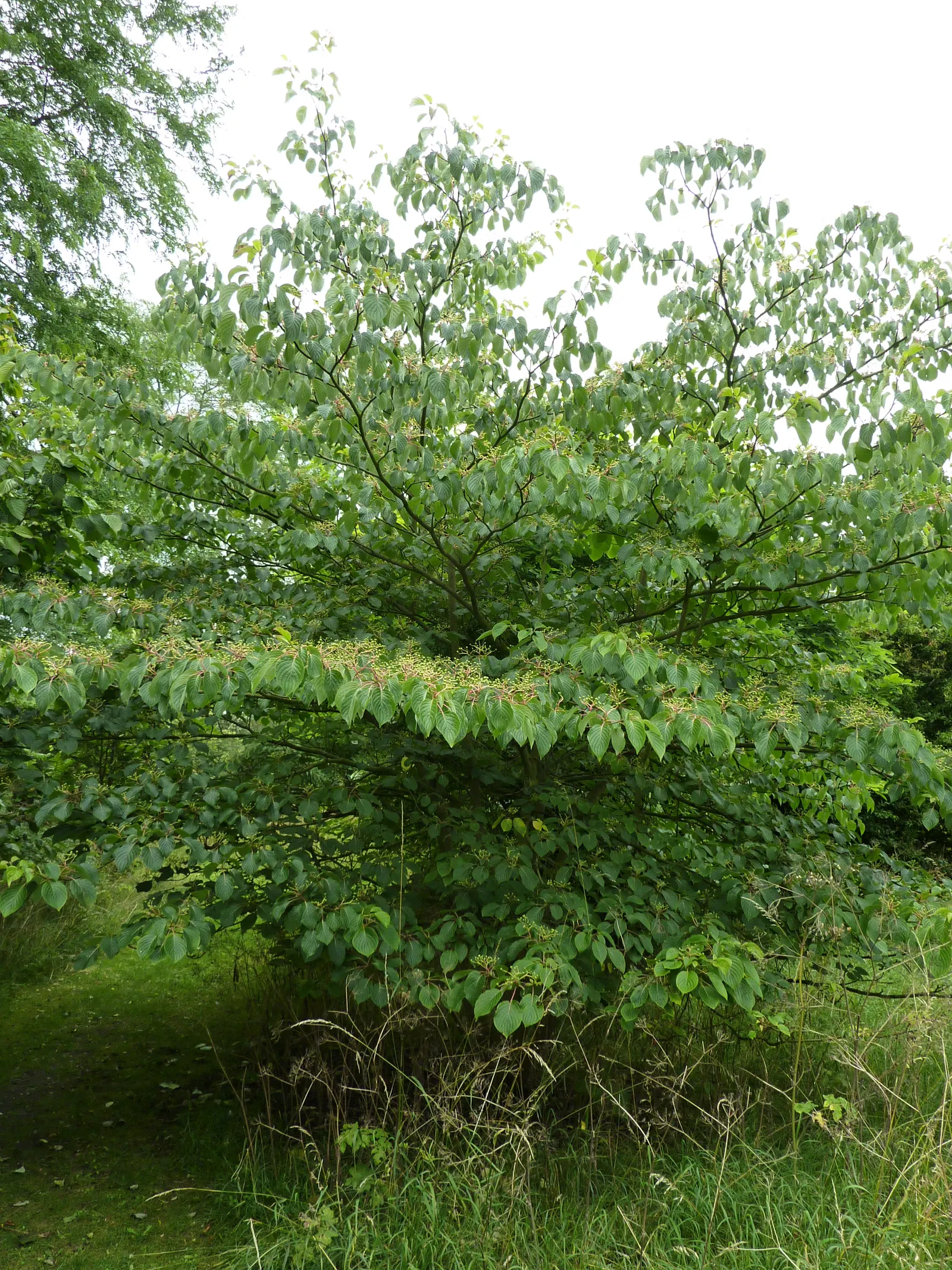 Wedding Cake Tree (Cornus Controversa 'Variegata') — tiered habit that resembles the layers of a wedding cake; each leaf is edged with a creamy, image 68
