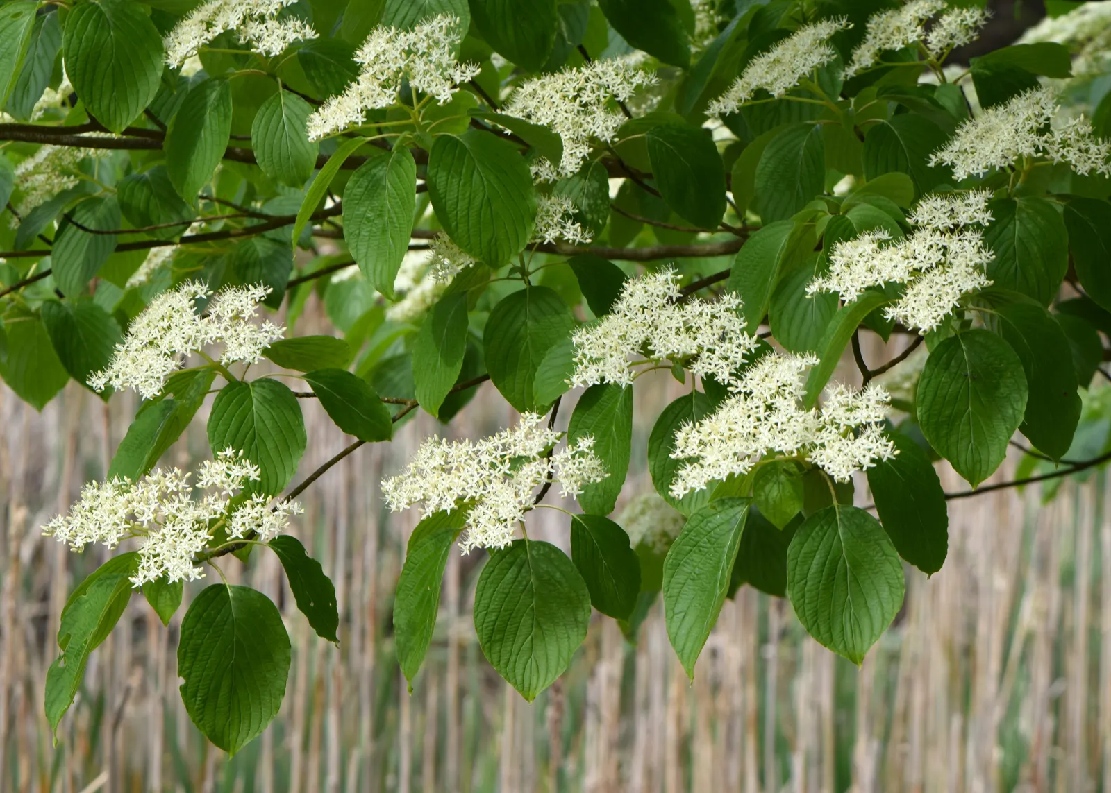 Wedding Cake Tree (Cornus Controversa 'Variegata') — Each leaf is edged with a creamy white margin