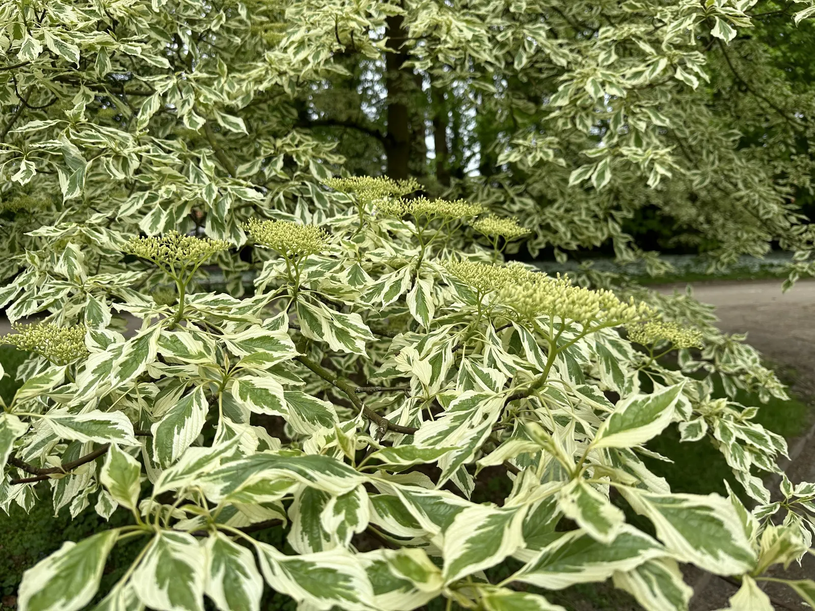 Wedding Cake Tree (Cornus Controversa 'Variegata') — The horizontal branches form meticulously leveled tiers; which stands out against the green, image 51