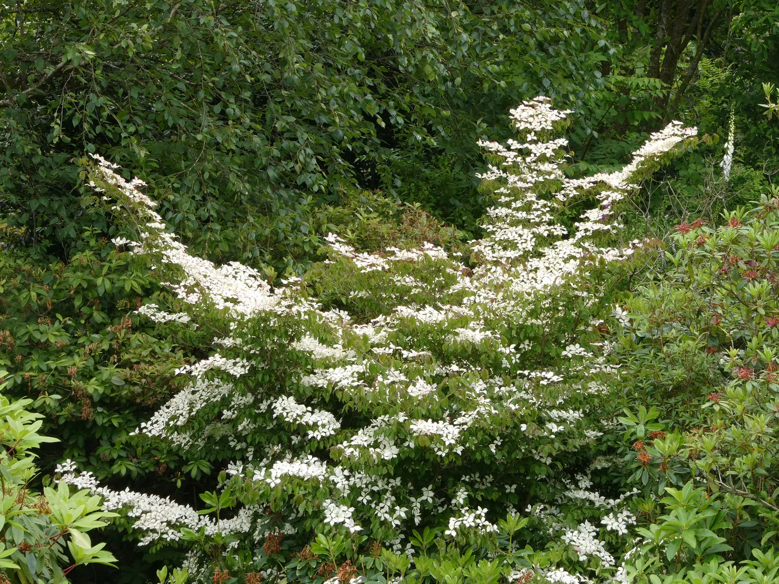 Wedding Cake Tree (Cornus Controversa 'Variegata') — which stands out against the green centers; it is adaptable to various soil types, although, image 54