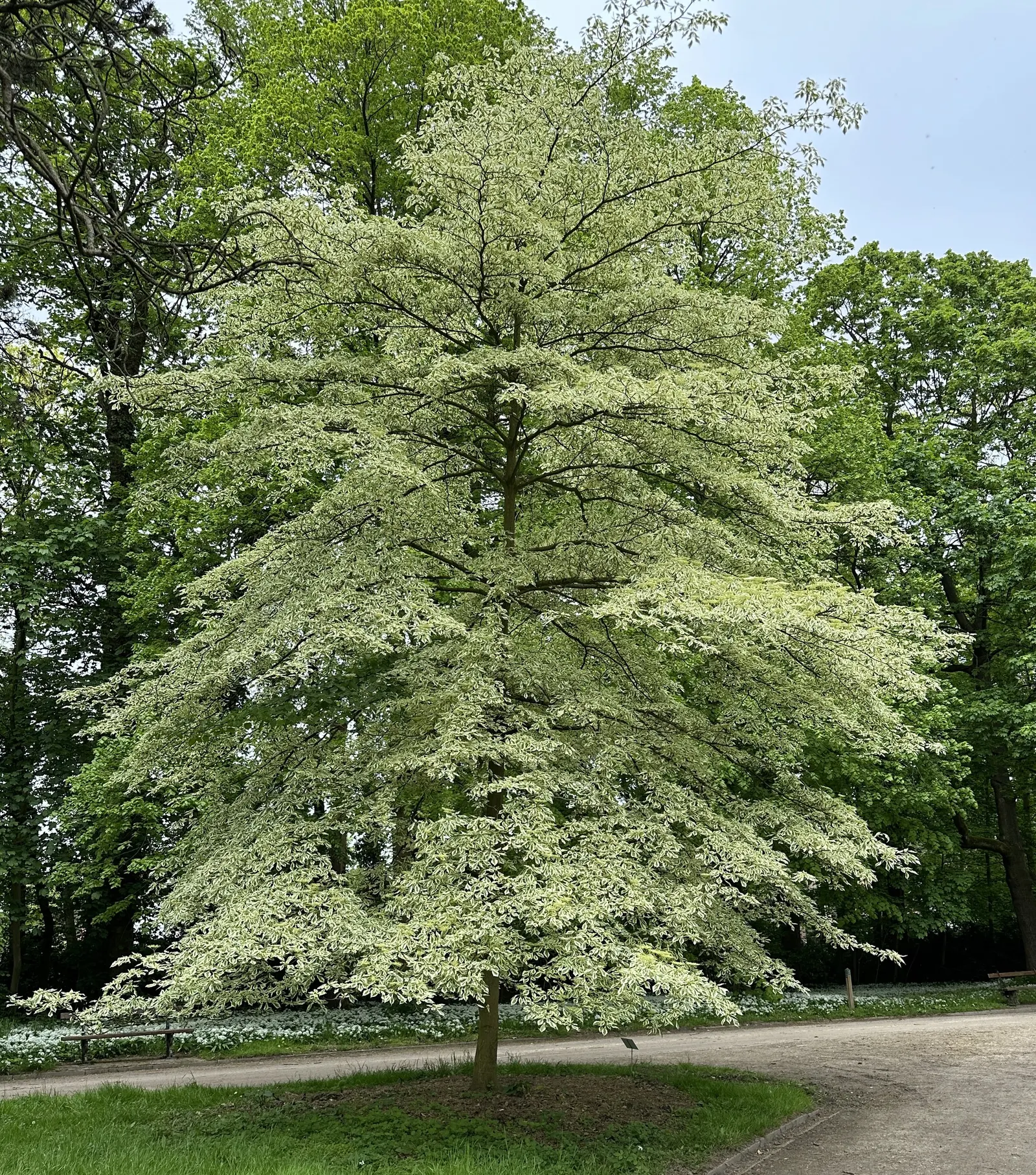 Wedding Cake Tree (Cornus Controversa 'Variegata') — this ornamental tree offers a commanding presence in any landscape design; is a visually, image 50