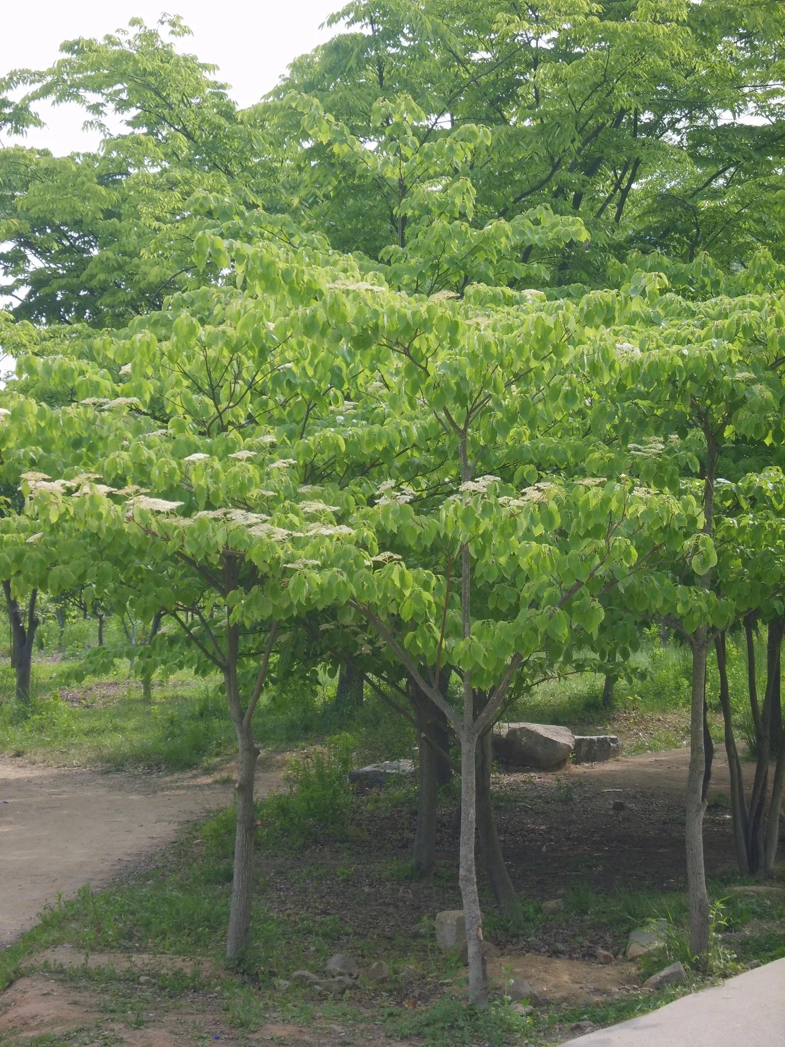 Wedding Cake Tree (Cornus Controversa 'Variegata') — Regular watering is crucial, especially in dry periods, to maintain its health and appearance; with a