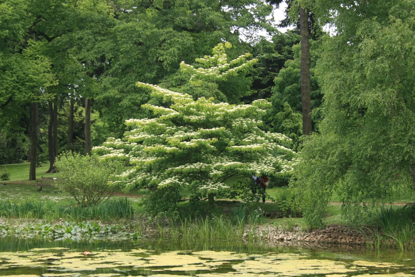 Wedding Cake Tree (Cornus Controversa 'Variegata') — this ornamental tree offers a commanding presence in any landscape design