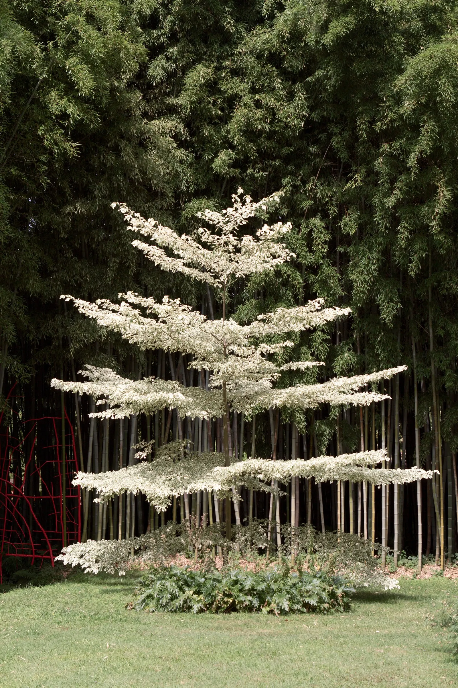 Wedding Cake Tree (Cornus Controversa 'Variegata') — In late spring, it blooms small, star-like white flowers, enhancing its tiered "wedding cake" appearance