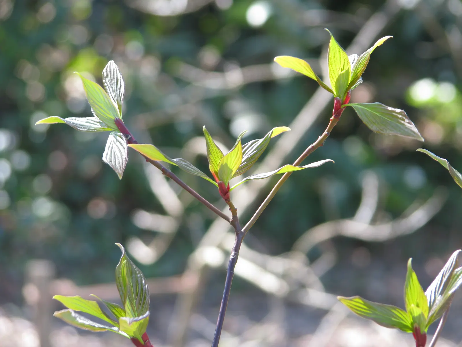 Wedding Cake Tree (Cornus Controversa 'Variegata') — It is adaptable to various soil types, although well-drained, fertile loam is ideal; it, image 55