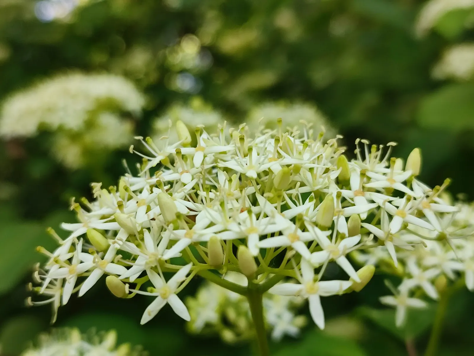 Wedding Cake Tree (Cornus Controversa 'Variegata') — It is adaptable to various soil types, although well-drained, fertile loam is ideal; it features