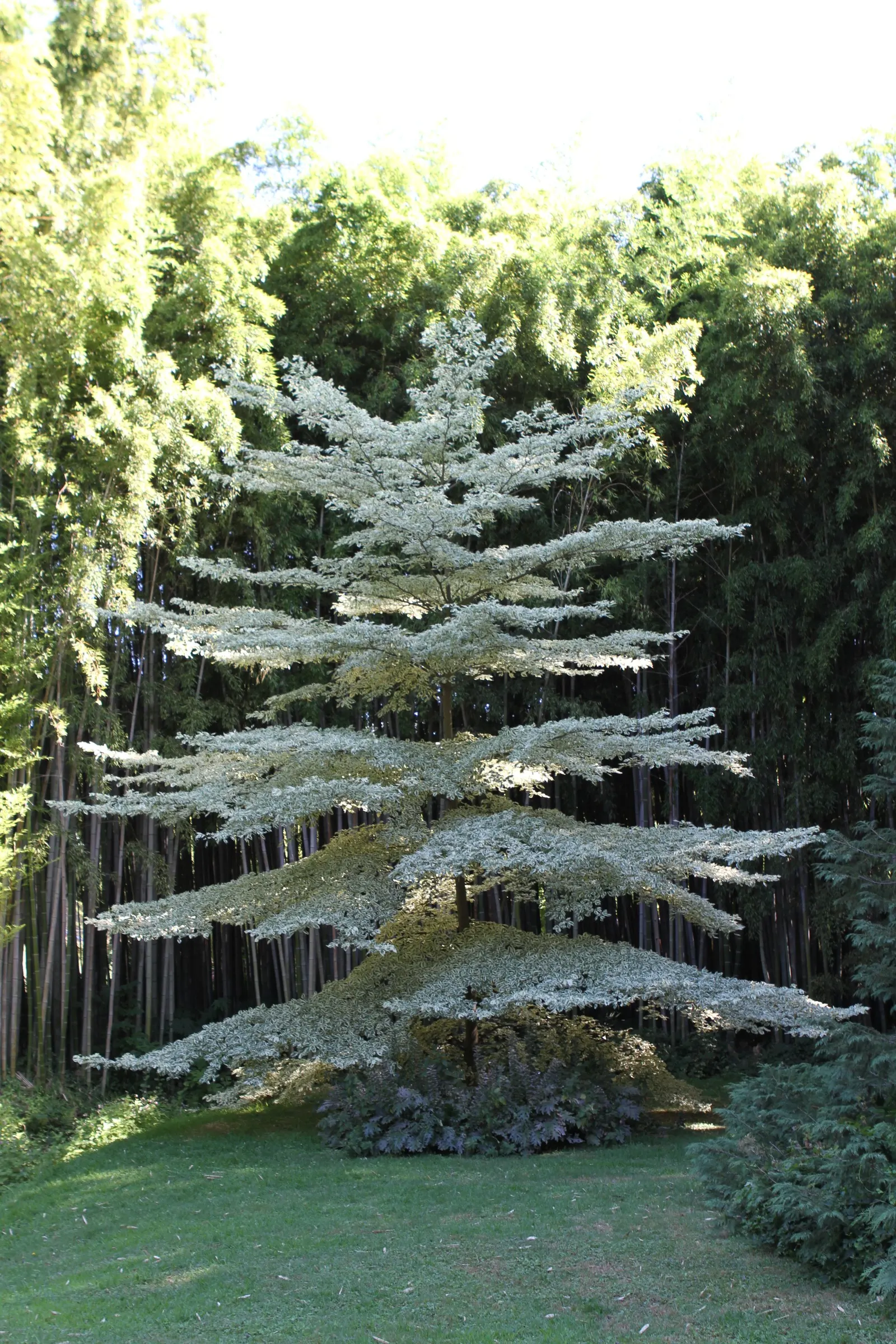 Wedding Cake Tree (Cornus Controversa 'Variegata') — the Wedding Cake Tree offers year-round interest and is a conversation piece for any client's, image 37