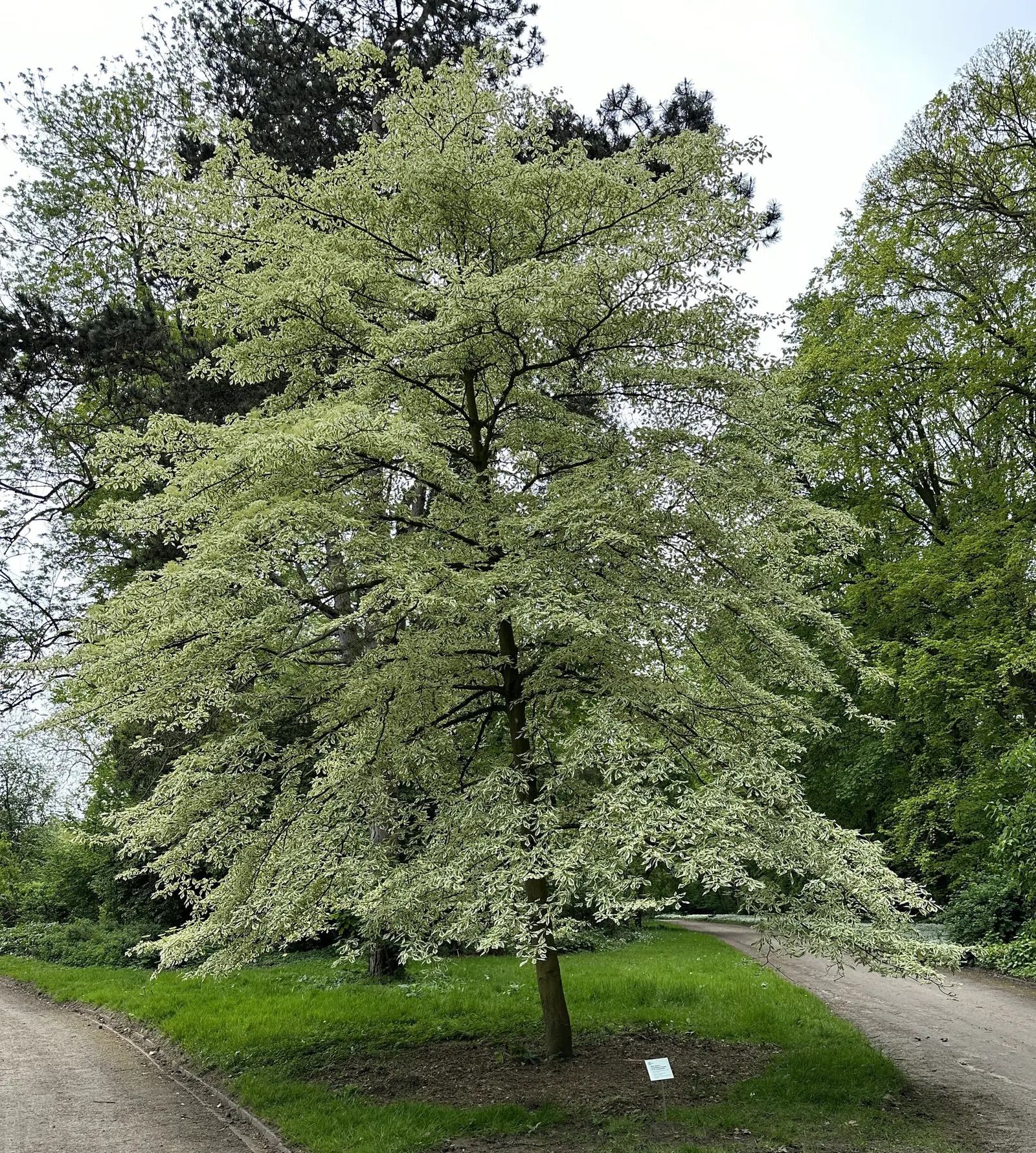 Wedding Cake Tree (Cornus Controversa 'Variegata') — It features variegated leaves with white margins that turn reddish-purple in fall