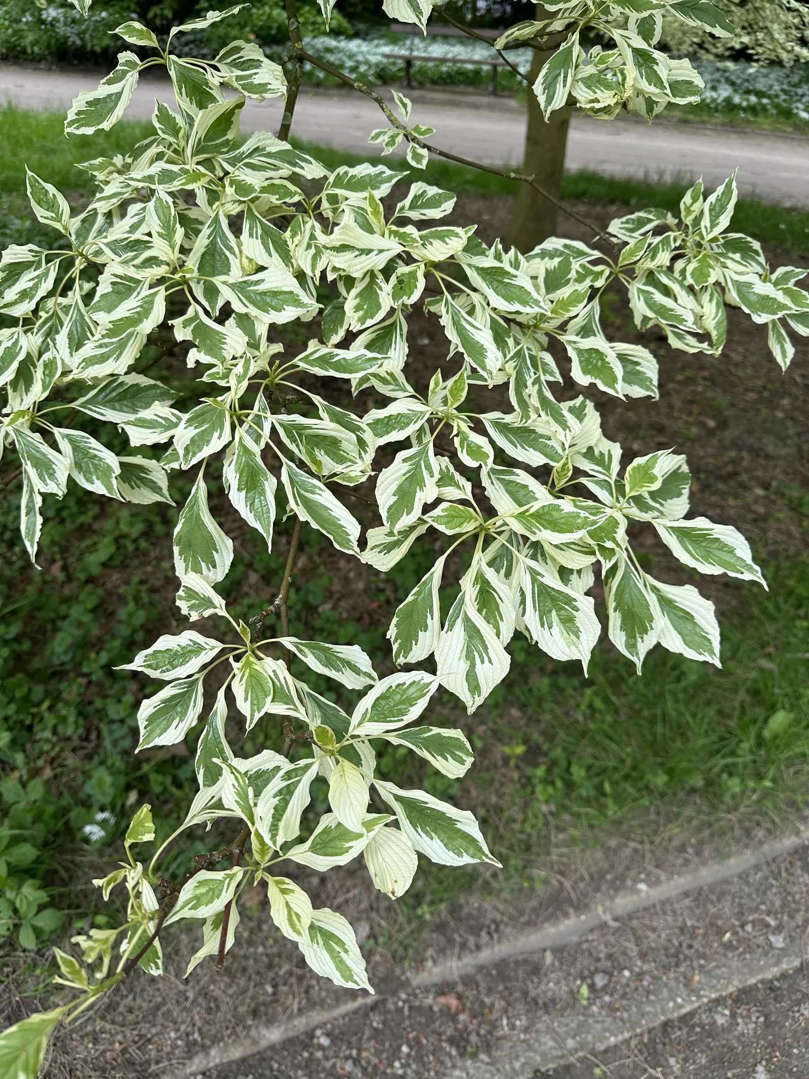 Wedding Cake Tree (Cornus Controversa 'Variegata') — Prefers full sun to part shade and well-drained soil; creamy-white flowers that create a soft, image 45