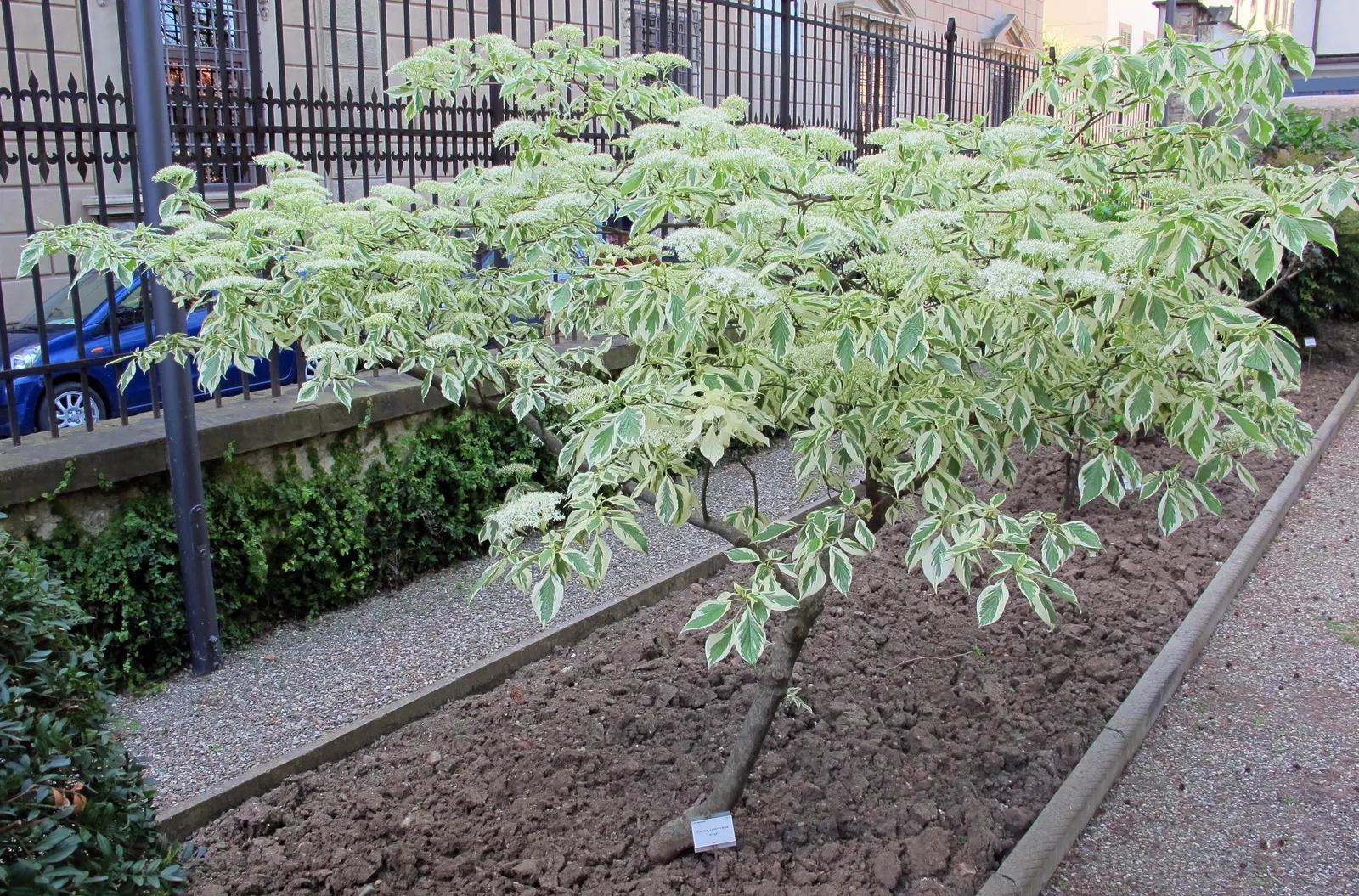 Wedding Cake Tree (Cornus Controversa 'Variegata') — creamy-white flowers that create a soft contrast against the variegated foliage; the Wedding Cake Tree