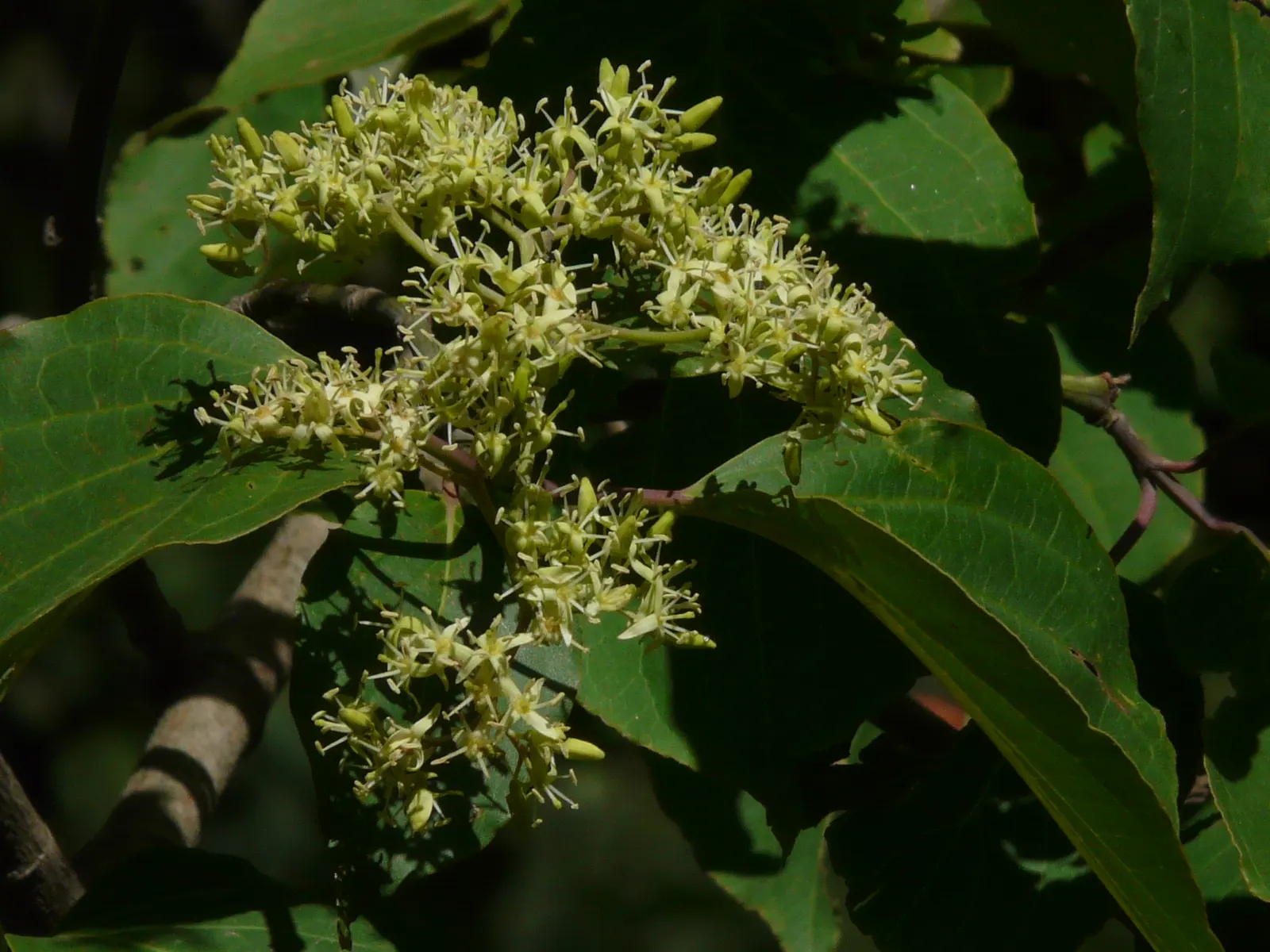 Wedding Cake Tree (Cornus Controversa 'Variegata') — Mature size reaches up to 20-30 feet in height and spread; prefers full sun to part shade and, image 64