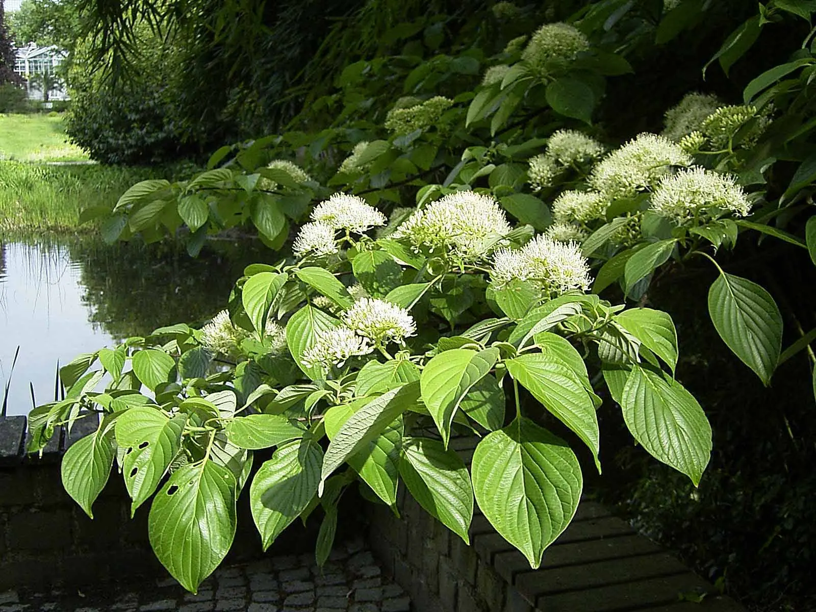 Wedding Cake Tree (Cornus Controversa 'Variegata') — creamy-white flowers that create a soft contrast against the variegated foliage; the Wedding, image 52