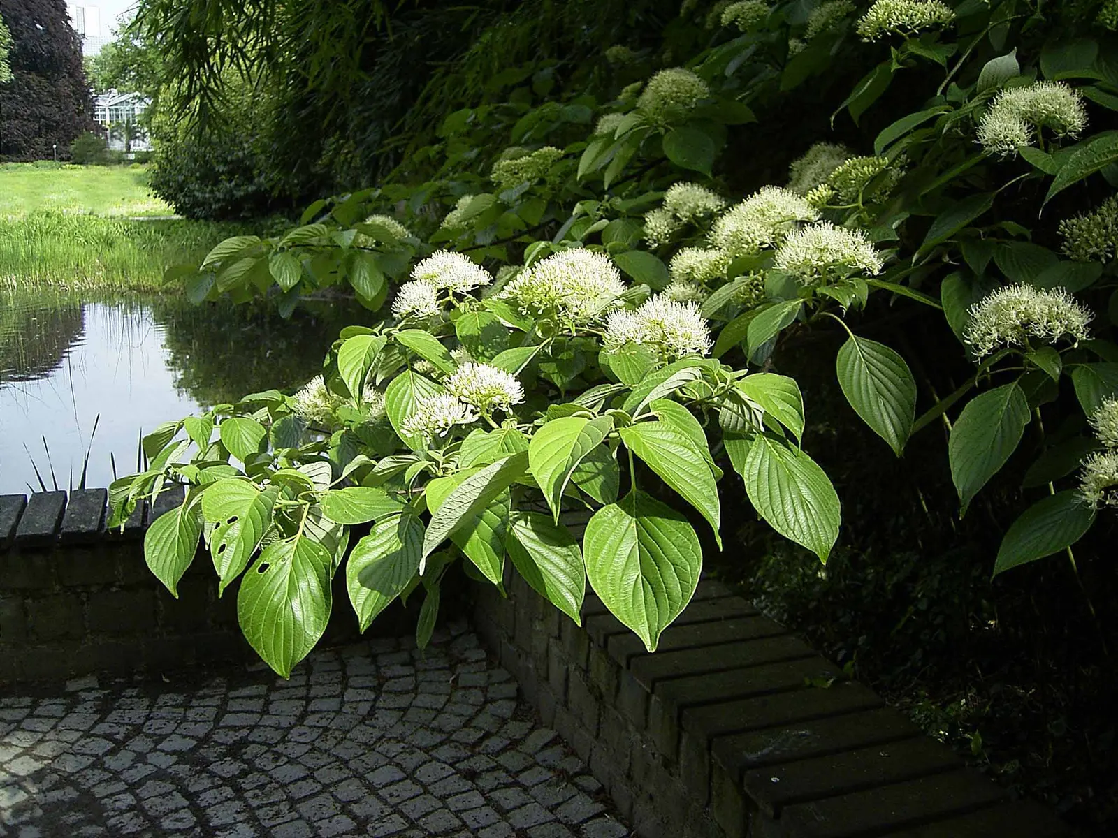 Wedding Cake Tree (Cornus Controversa 'Variegata') — tiered habit that resembles the layers of a wedding cake; each leaf is edged with a creamy, image 48