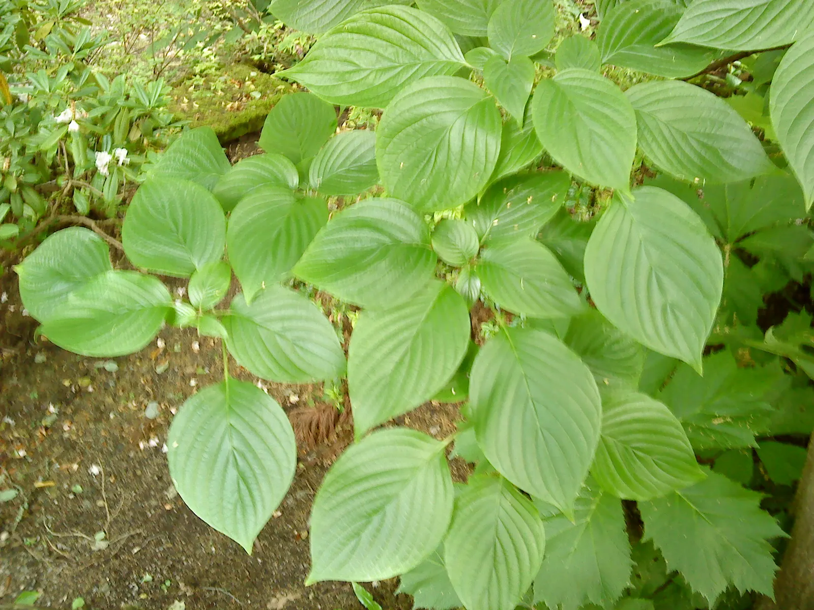 Wedding Cake Tree (Cornus Controversa 'Variegata') — which stands out against the green centers; it is adaptable to various soil types, although well-drained