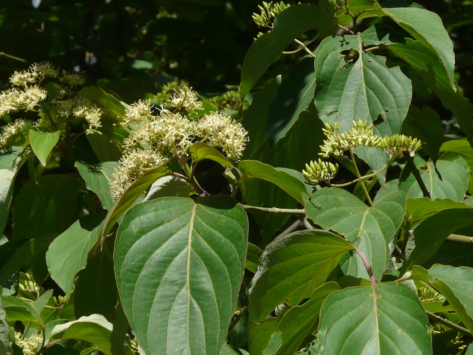Wedding Cake Tree (Cornus Controversa 'Variegata') — The Wedding Cake Tree (Cornus controversa \'Variegata\') is a striking deciduous shrub with, image 61