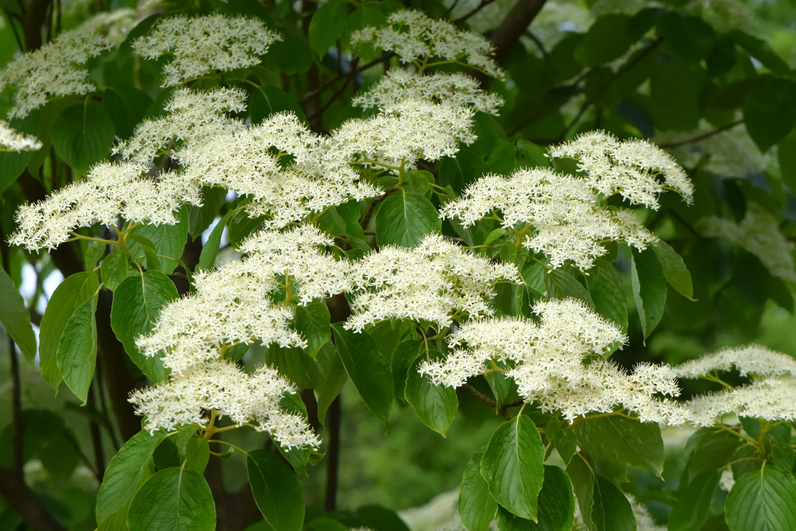 Wedding Cake Tree (Cornus Controversa 'Variegata') — white flowers in the garden