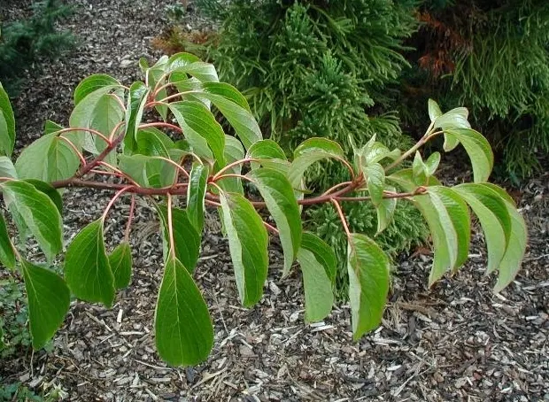 Wedding Cake Tree (Cornus Controversa 'Variegata') — tiered habit that resembles the layers of a wedding cake