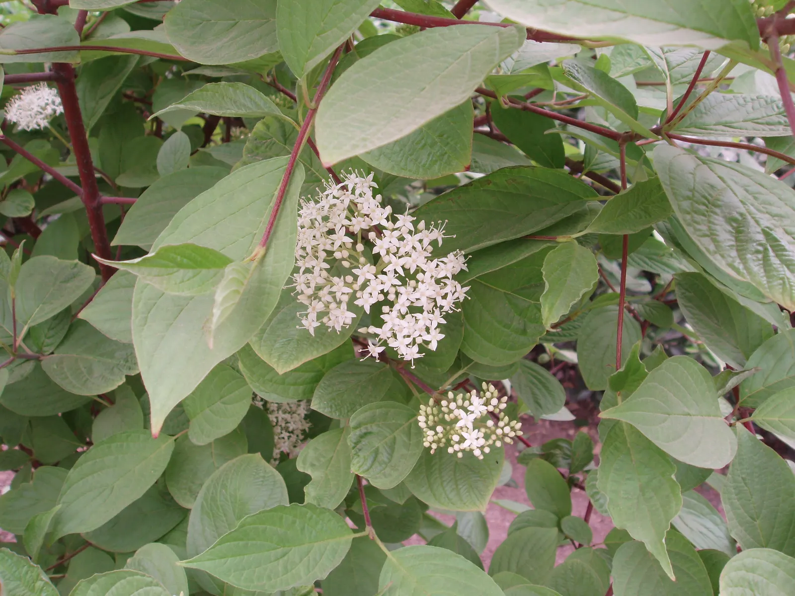 Wedding Cake Tree (Cornus Controversa 'Variegata') — white flowers in the garden; in late spring, it blooms small, star-like white flowers, image 58