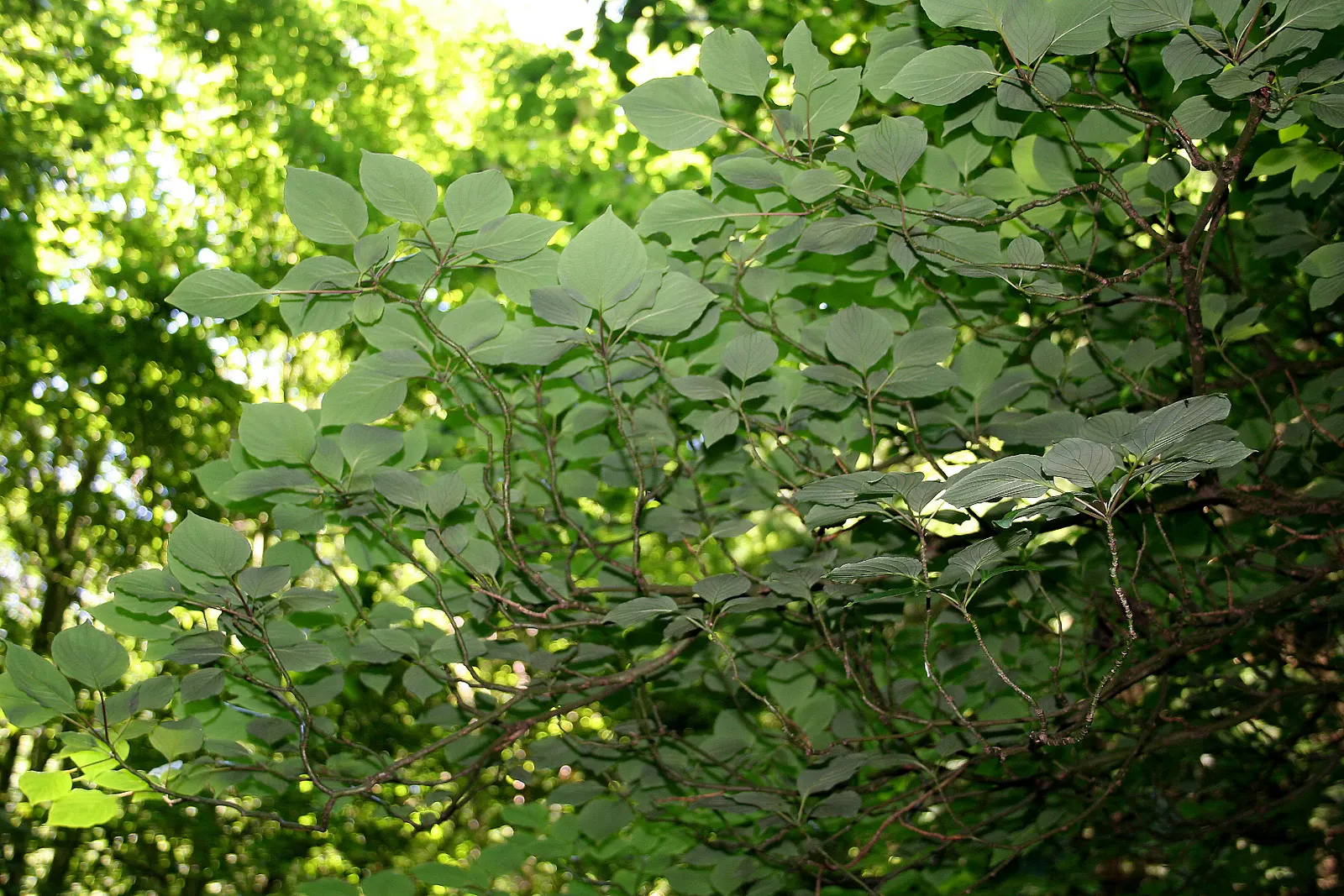 Wedding Cake Tree (Cornus Controversa 'Variegata') — The Wedding Cake Tree (Cornus controversa \'Variegata\') is a striking deciduous shrub with, image 21