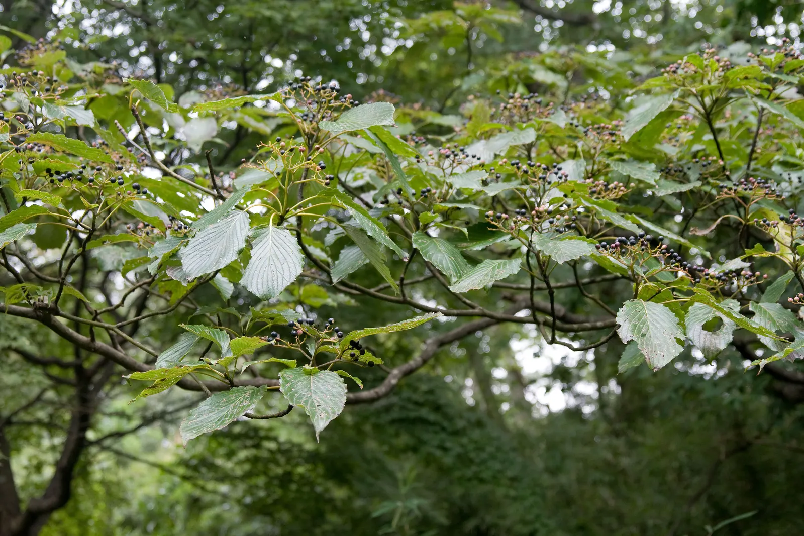 Wedding Cake Tree (Cornus Controversa 'Variegata') — commonly referred to as the Wedding Cake Tree; shrub with white blooms