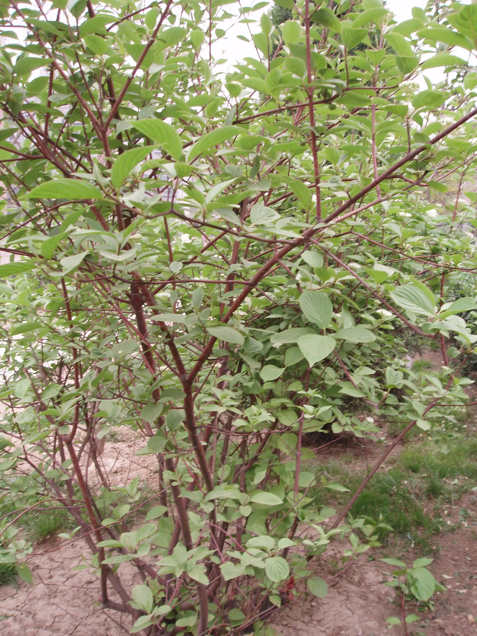 Wedding Cake Tree (Cornus Controversa 'Variegata') — Each leaf is edged with a creamy white margin; tiered habit that resembles the layers of a, image 53