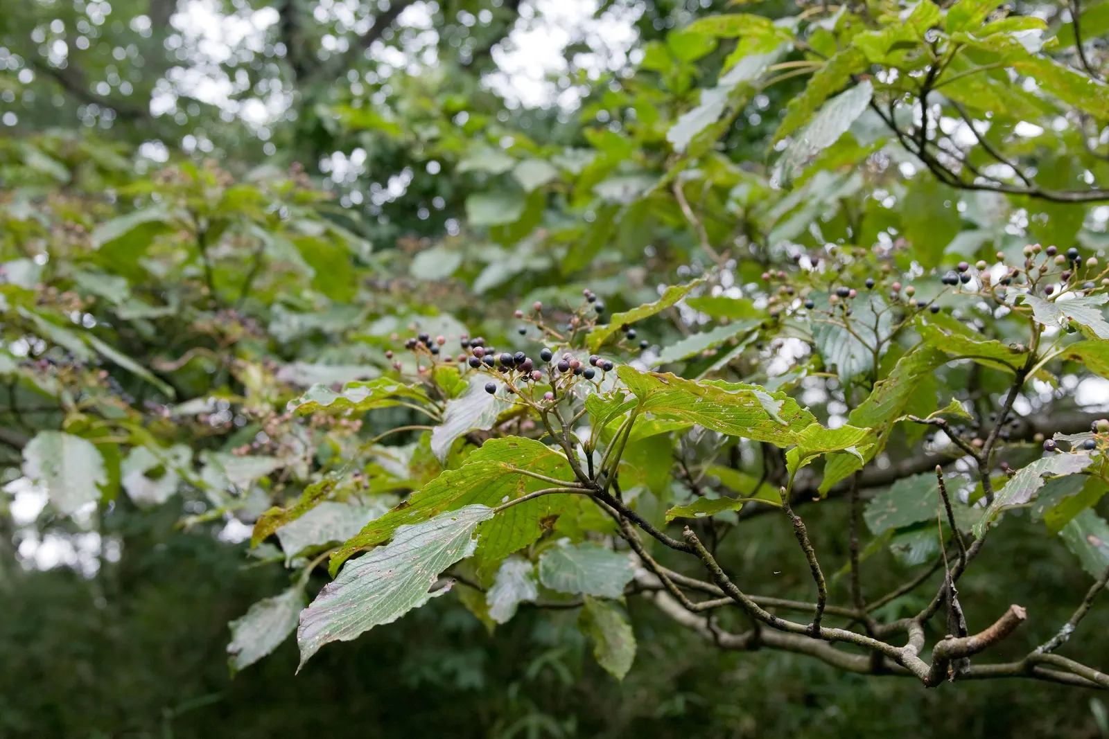 Wedding Cake Tree (Cornus Controversa 'Variegata') — is a visually captivating deciduous specimen known for its distinctive; commonly referred to as the