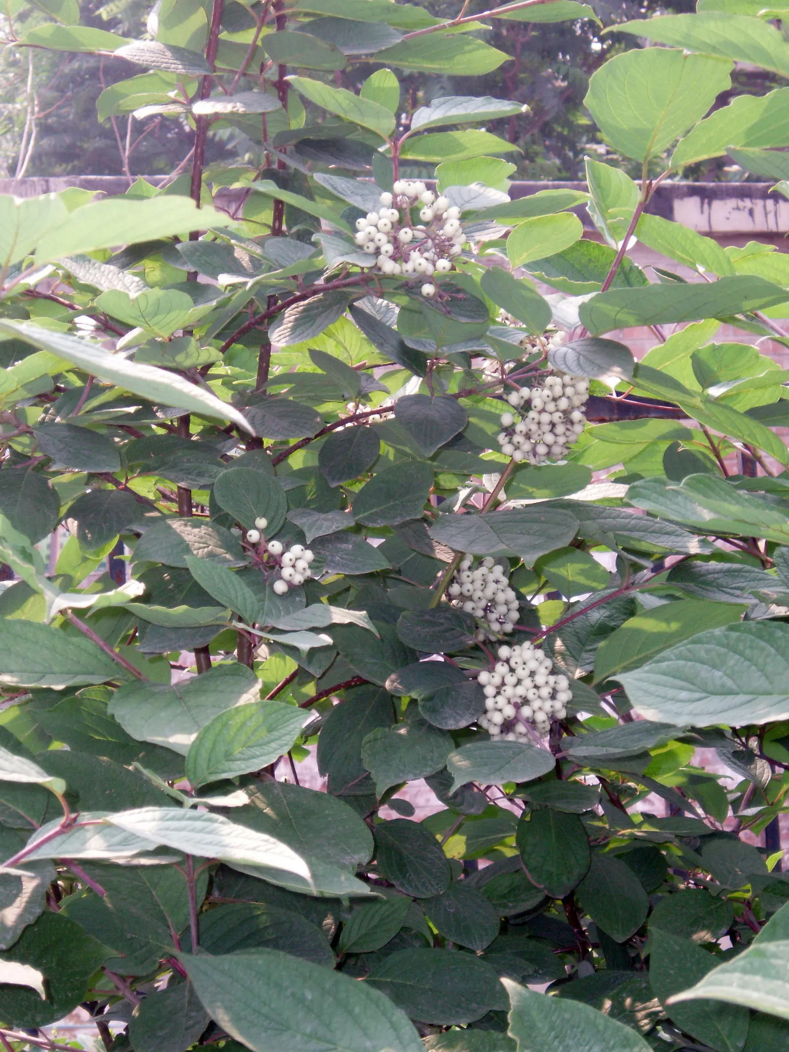 Wedding Cake Tree (Cornus Controversa 'Variegata') — The Wedding Cake Tree (Cornus controversa \'Variegata\') is a striking deciduous shrub with layered