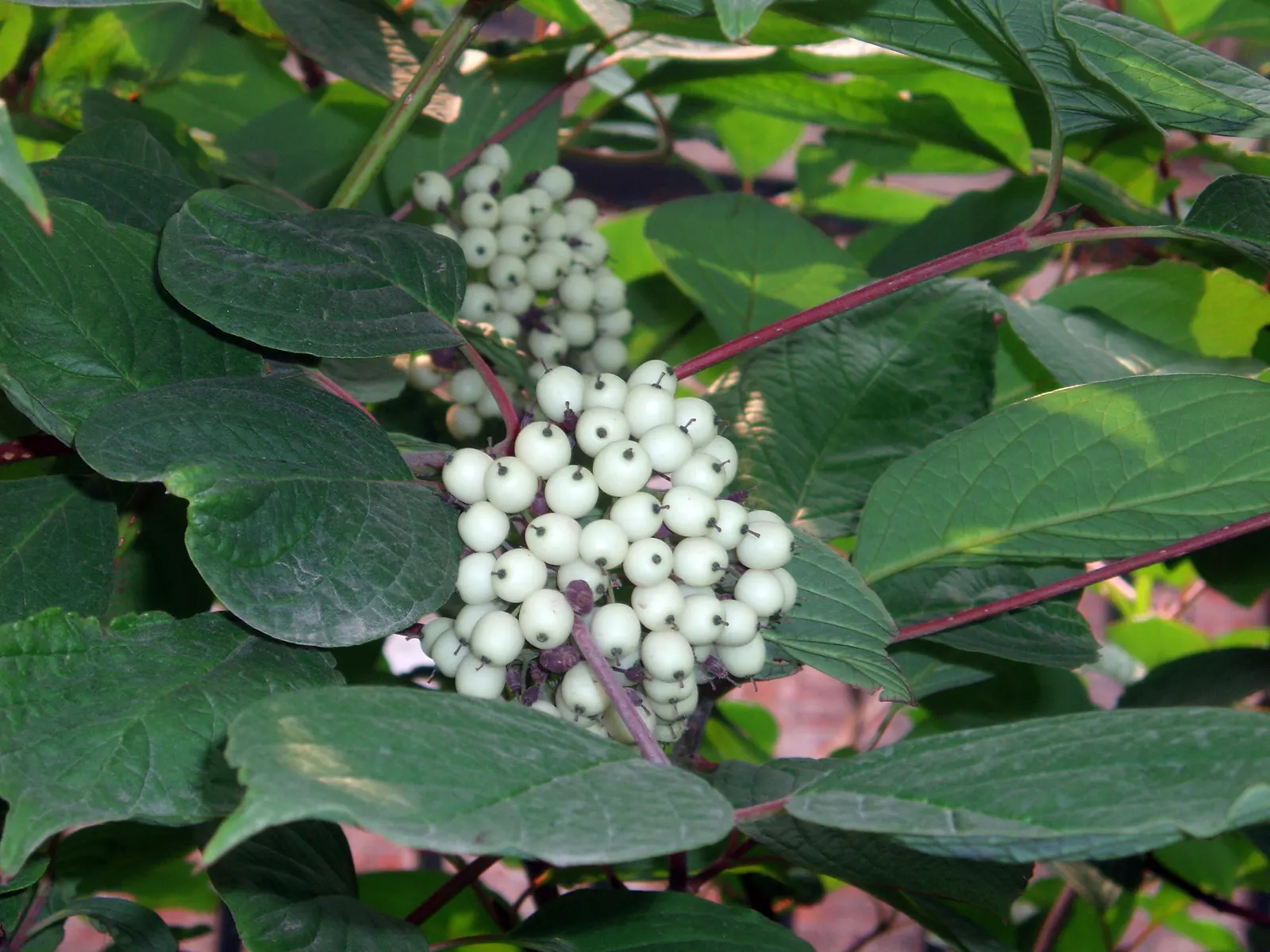 Wedding Cake Tree (Cornus Controversa 'Variegata') — The Wedding Cake Tree (Cornus controversa \'Variegata\') is a striking deciduous shrub with, image 41