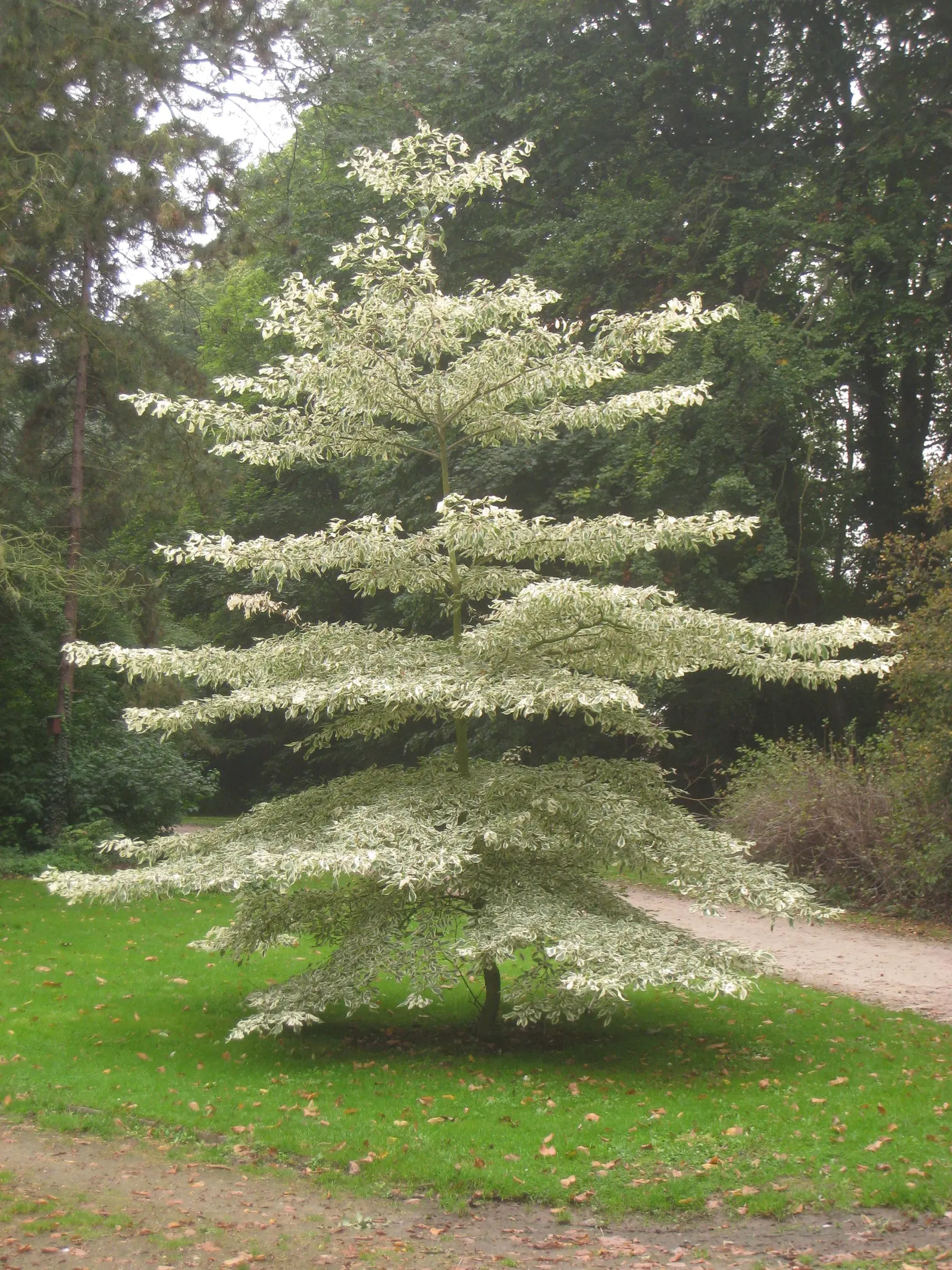 Wedding Cake Tree (Cornus Controversa 'Variegata') — Prefers full sun to part shade and well-drained soil
