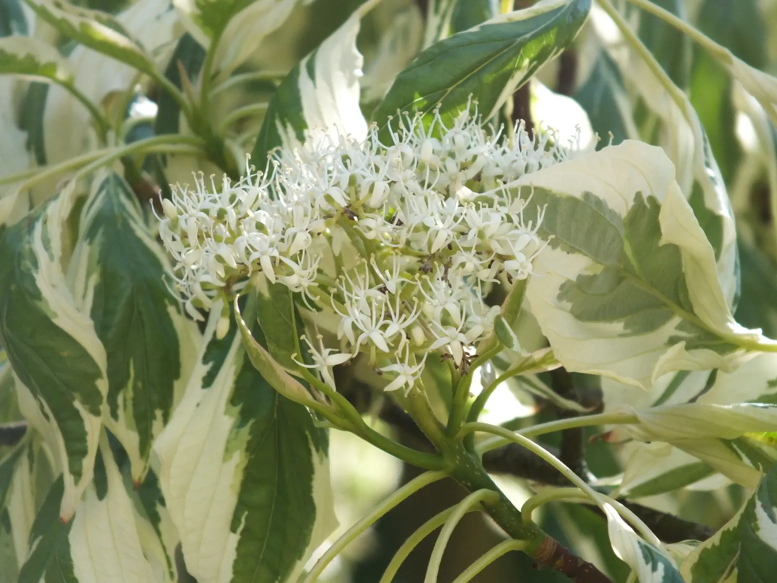 Wedding Cake Tree (Cornus Controversa 'Variegata') — is a visually captivating deciduous specimen known for its distinctive