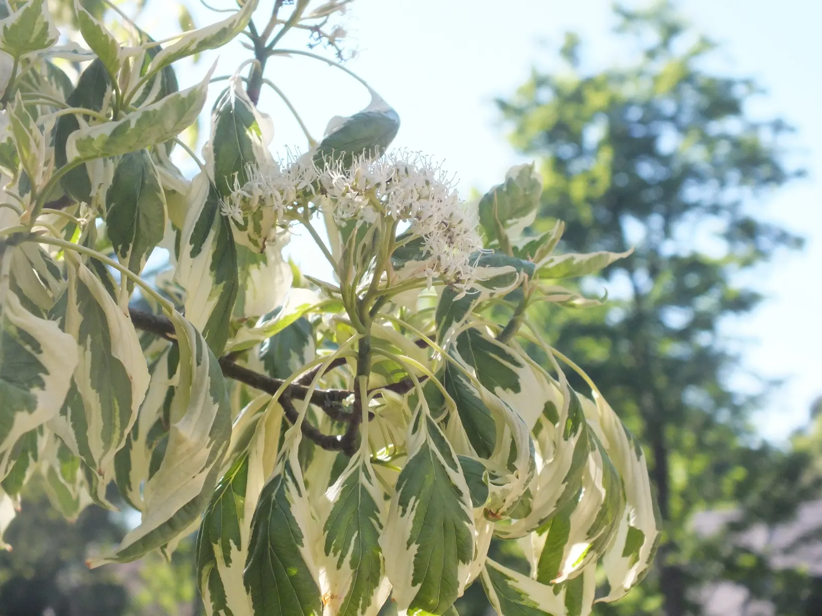 Wedding Cake Tree (Cornus Controversa 'Variegata') — The horizontal branches form meticulously leveled tiers
