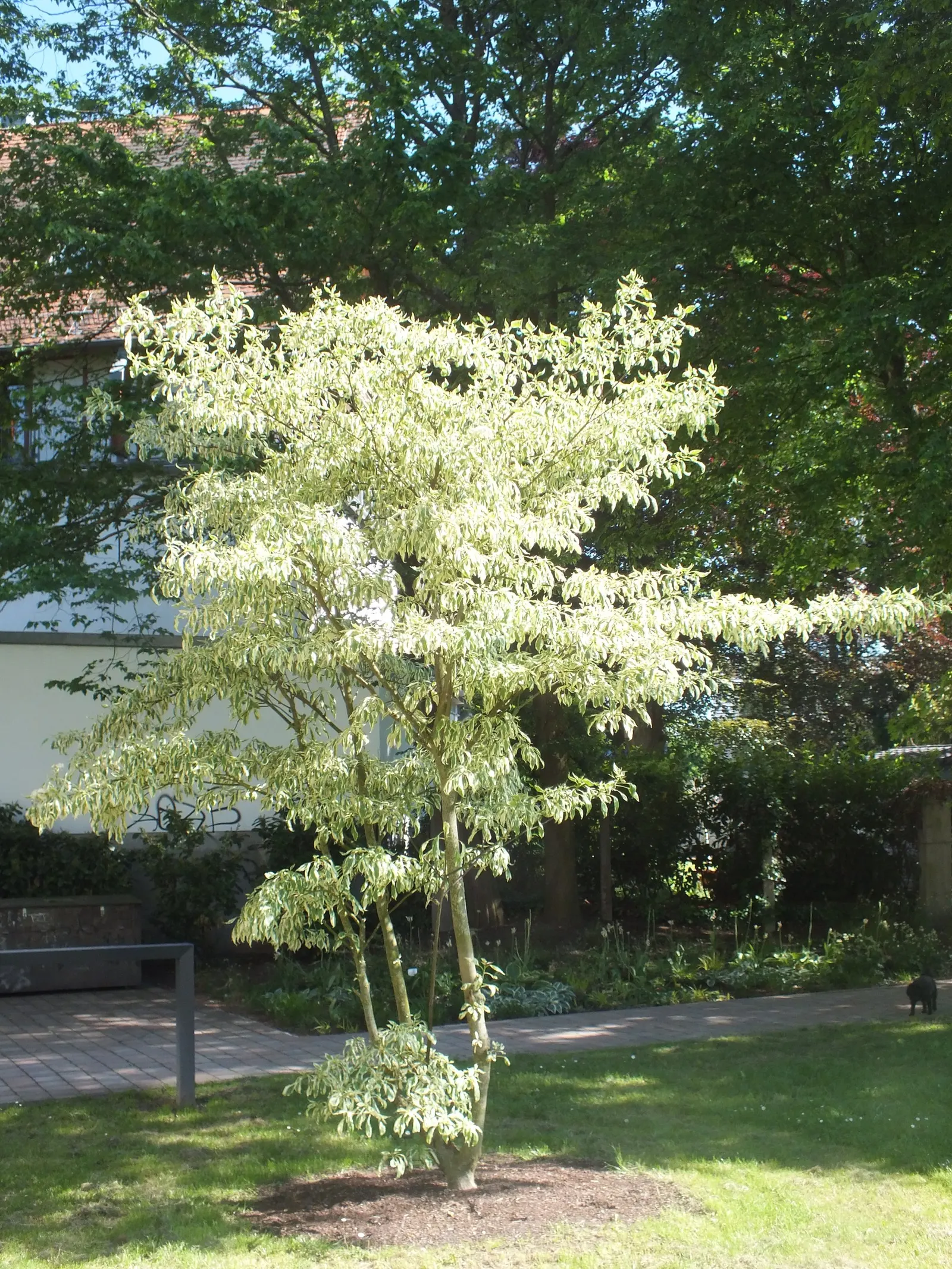 Wedding Cake Tree (Cornus Controversa 'Variegata') — creamy-white flowers that create a soft contrast against the variegated foliage