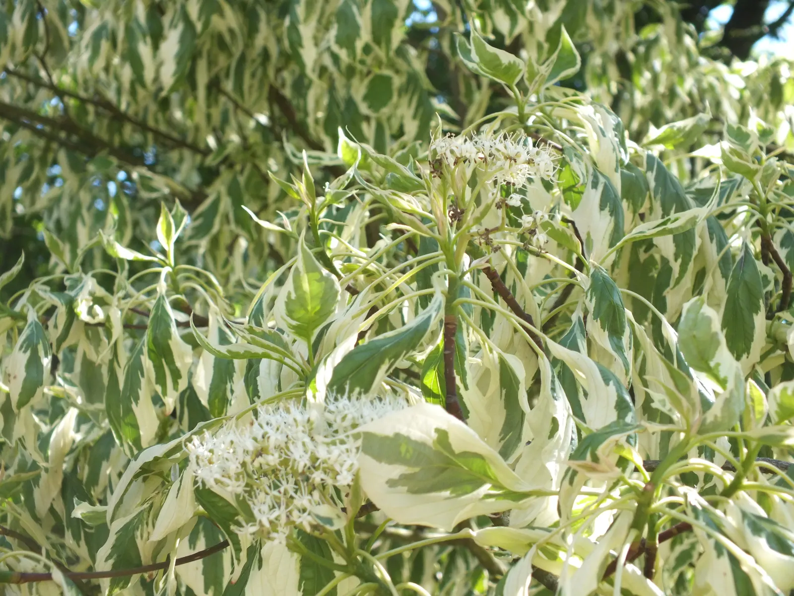 Wedding Cake Tree (Cornus Controversa 'Variegata') — commonly referred to as the Wedding Cake Tree; shrub with white blooms, image 66